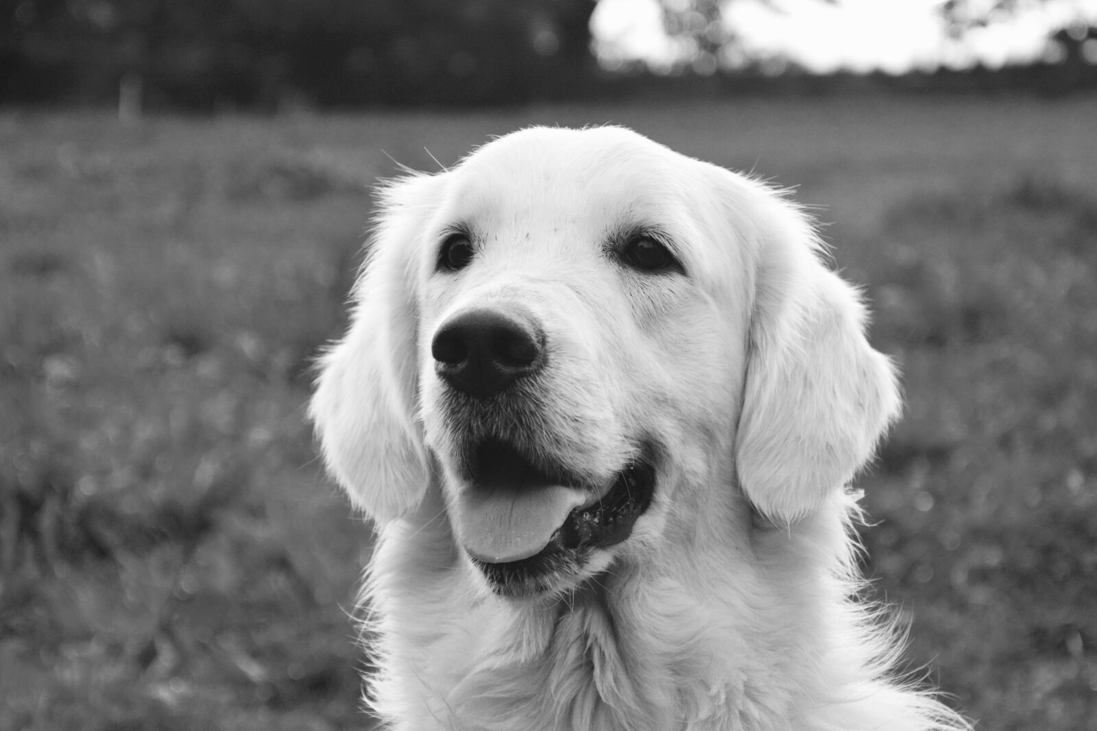 Nikon D5200 sample photo. Dog, bitch, golden retriever photography