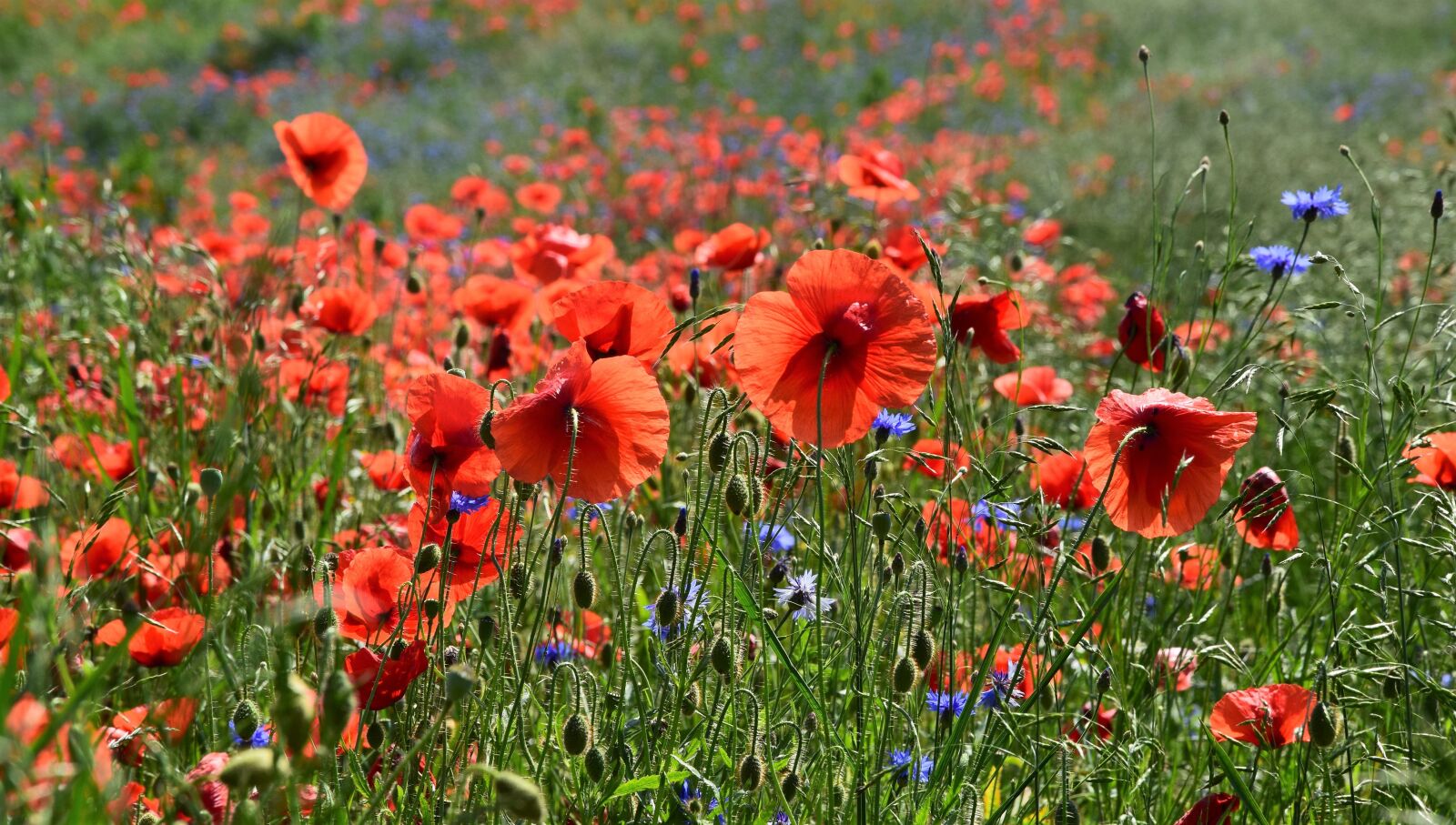 Nikon D5300 sample photo. Poppies, meadow, field photography