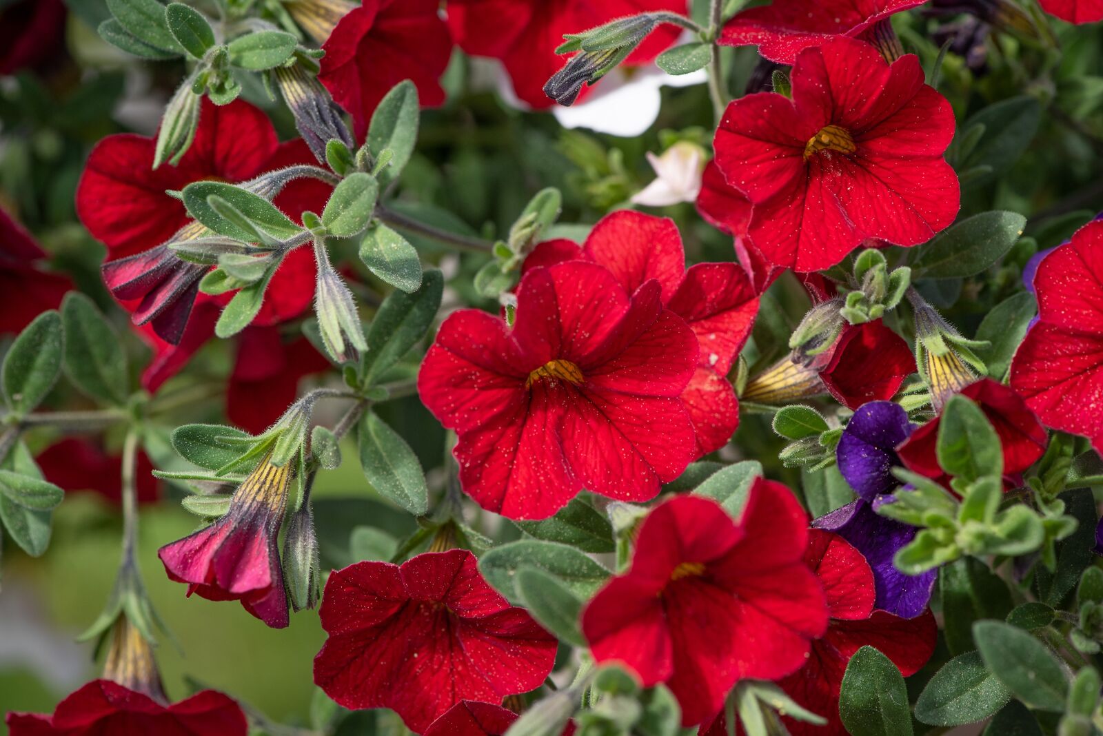 Nikon D750 sample photo. Flowers, red, summer photography