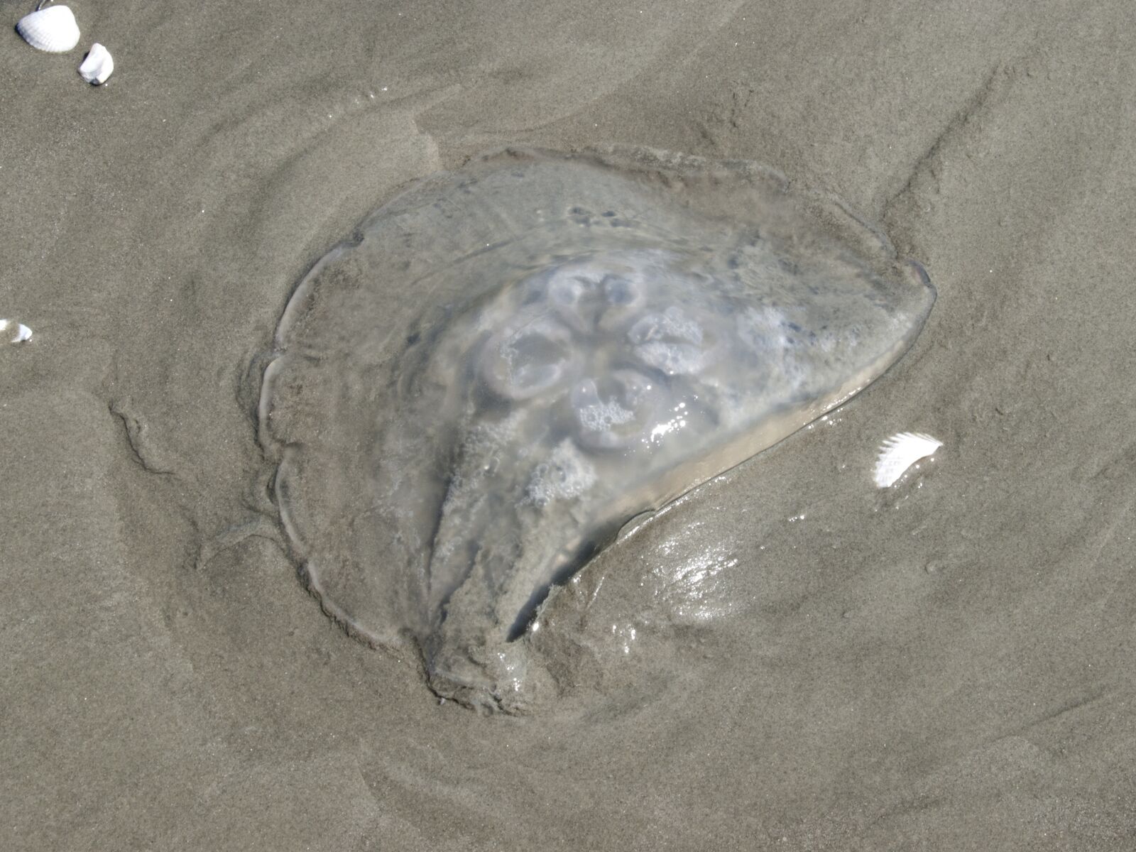 OLYMPUS 18mm-180mm Lens sample photo. Jellyfish, beach, ocean photography