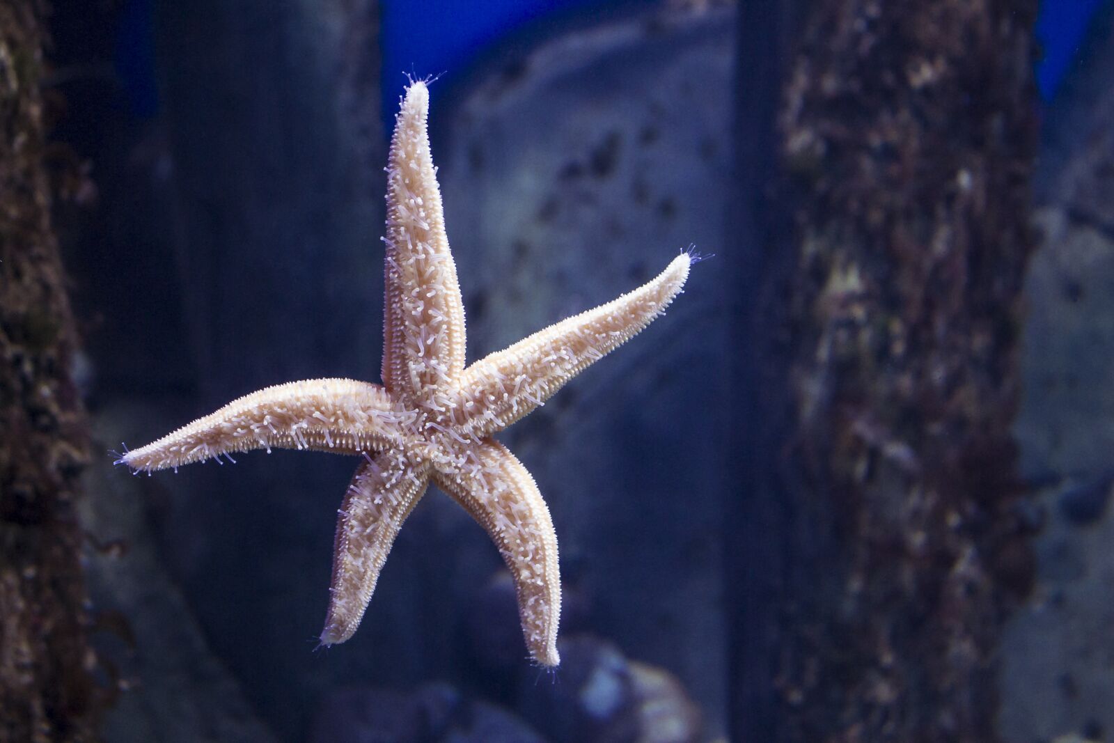 Canon EOS 1100D (EOS Rebel T3 / EOS Kiss X50) + Canon EF-S 18-55mm F3.5-5.6 IS STM sample photo. Starfish, mosakvarium, star photography