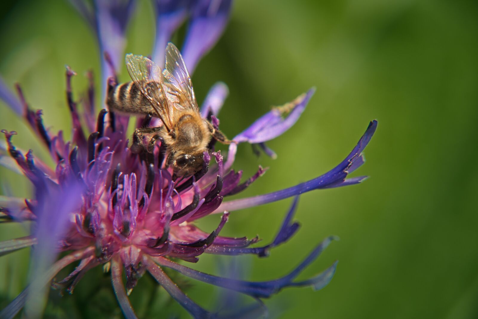 Nikon D5500 sample photo. Cornflower, bee, flower photography