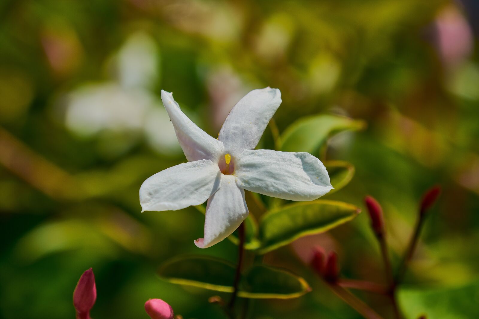 Nikon D7200 sample photo. Flowering, white, plant photography
