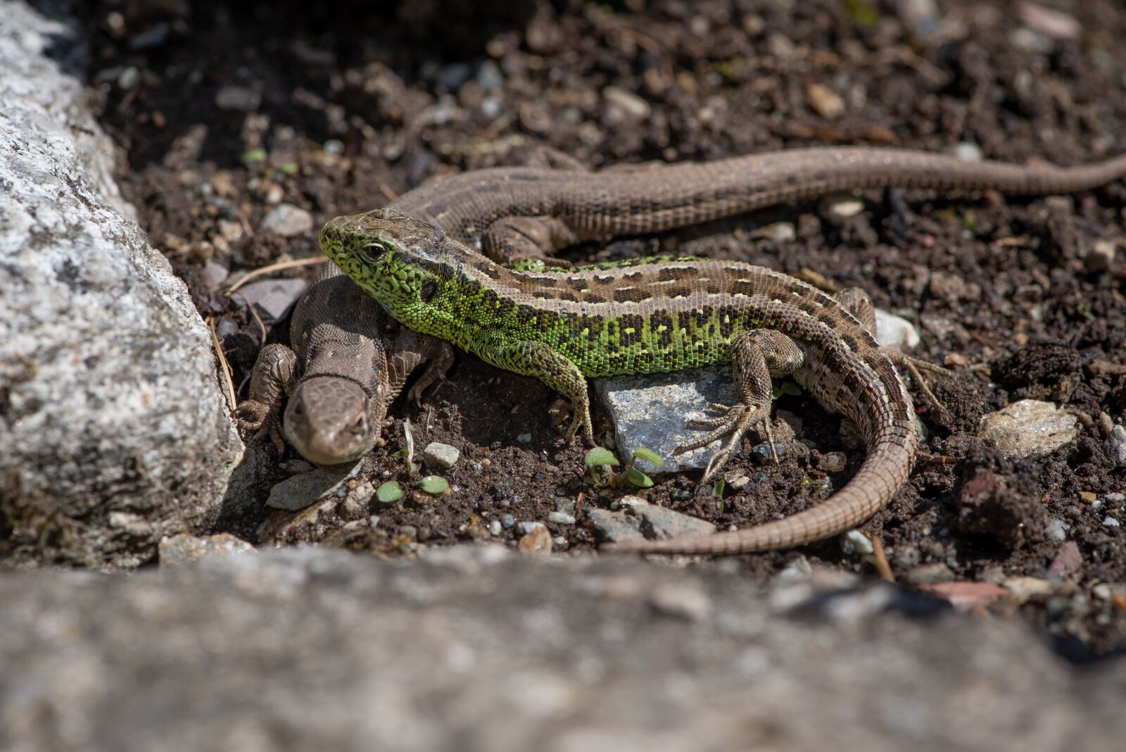 Nikon D750 sample photo. Lizards, nature, animals photography