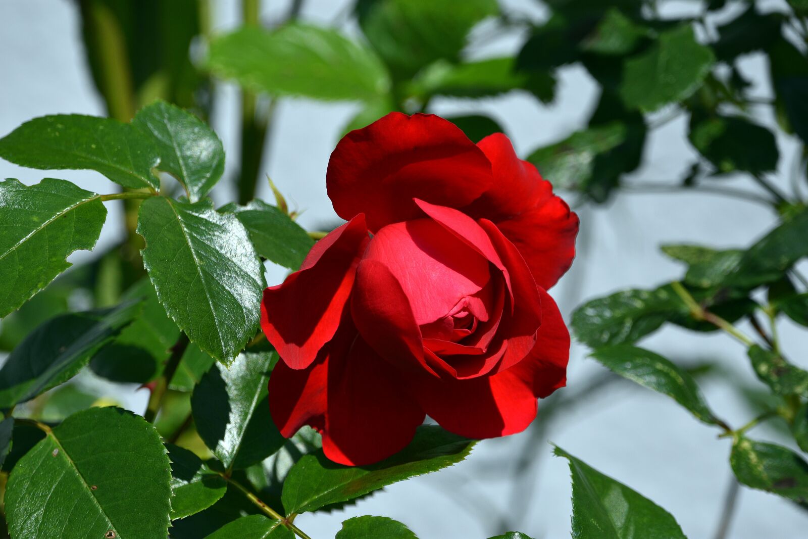 Nikon D3400 sample photo. Rose, flower, flowers photography