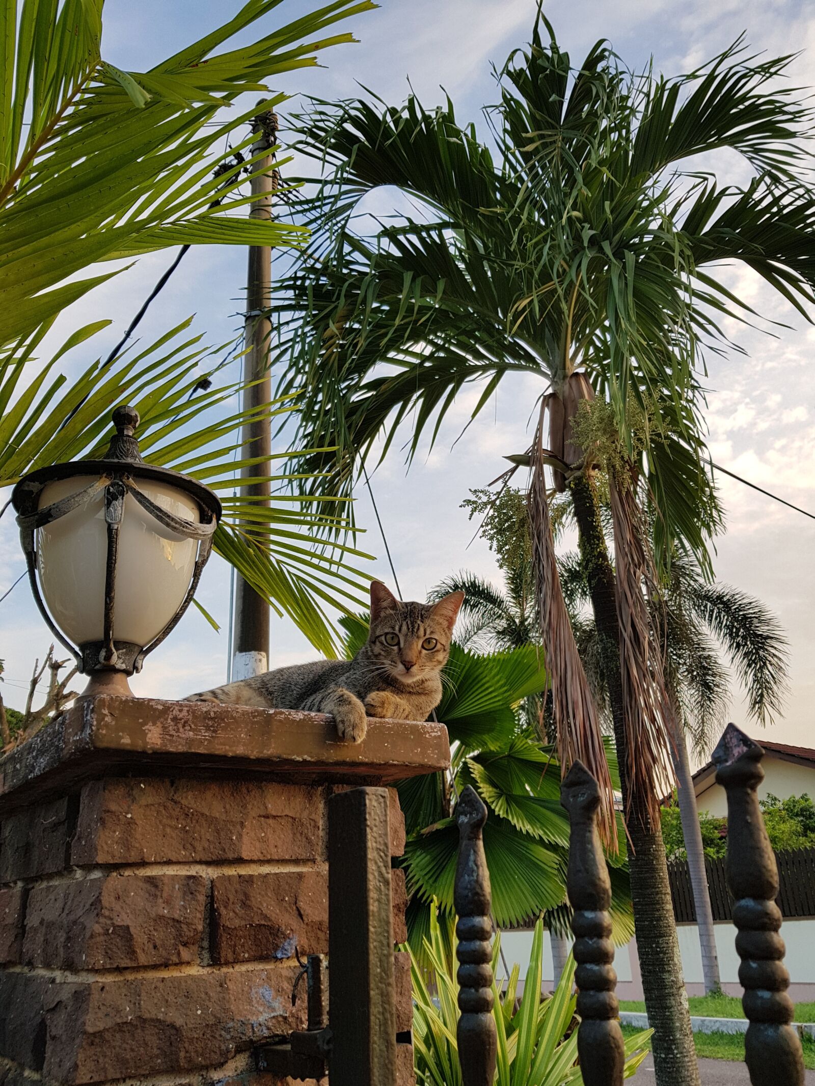 Samsung Galaxy S8+ sample photo. Cats, lamp, outdoor photography
