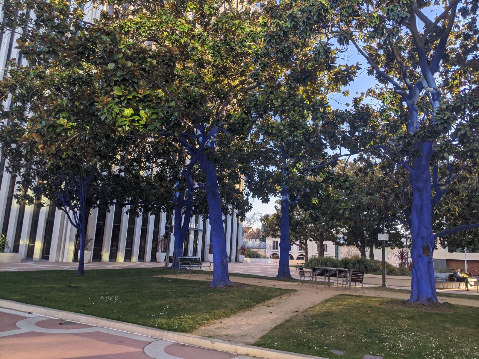 Google Pixel 3a XL sample photo. Blue tree, palo alto photography