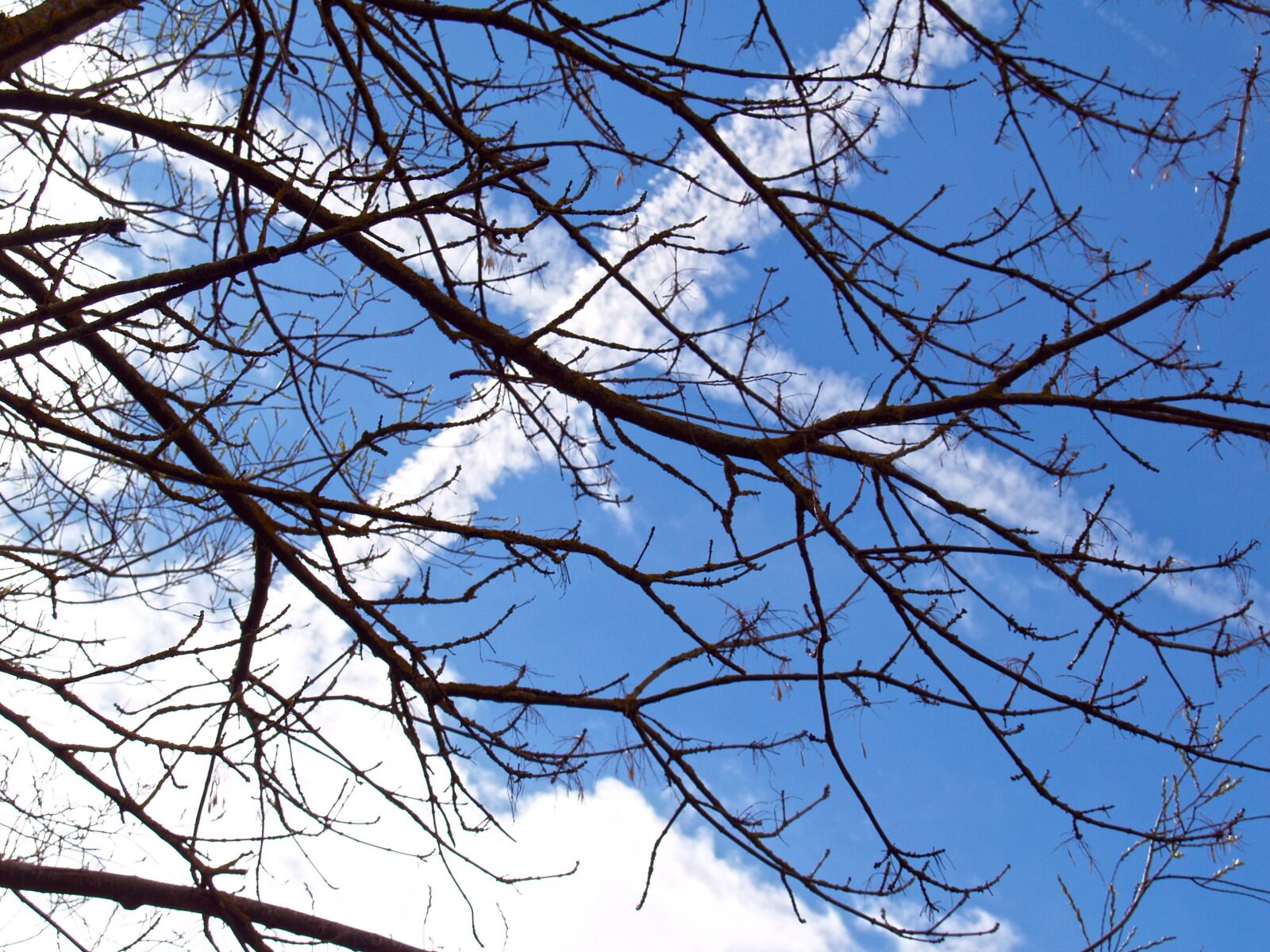 Olympus E-500 (EVOLT E-500) sample photo. Sky, tree, plane photography