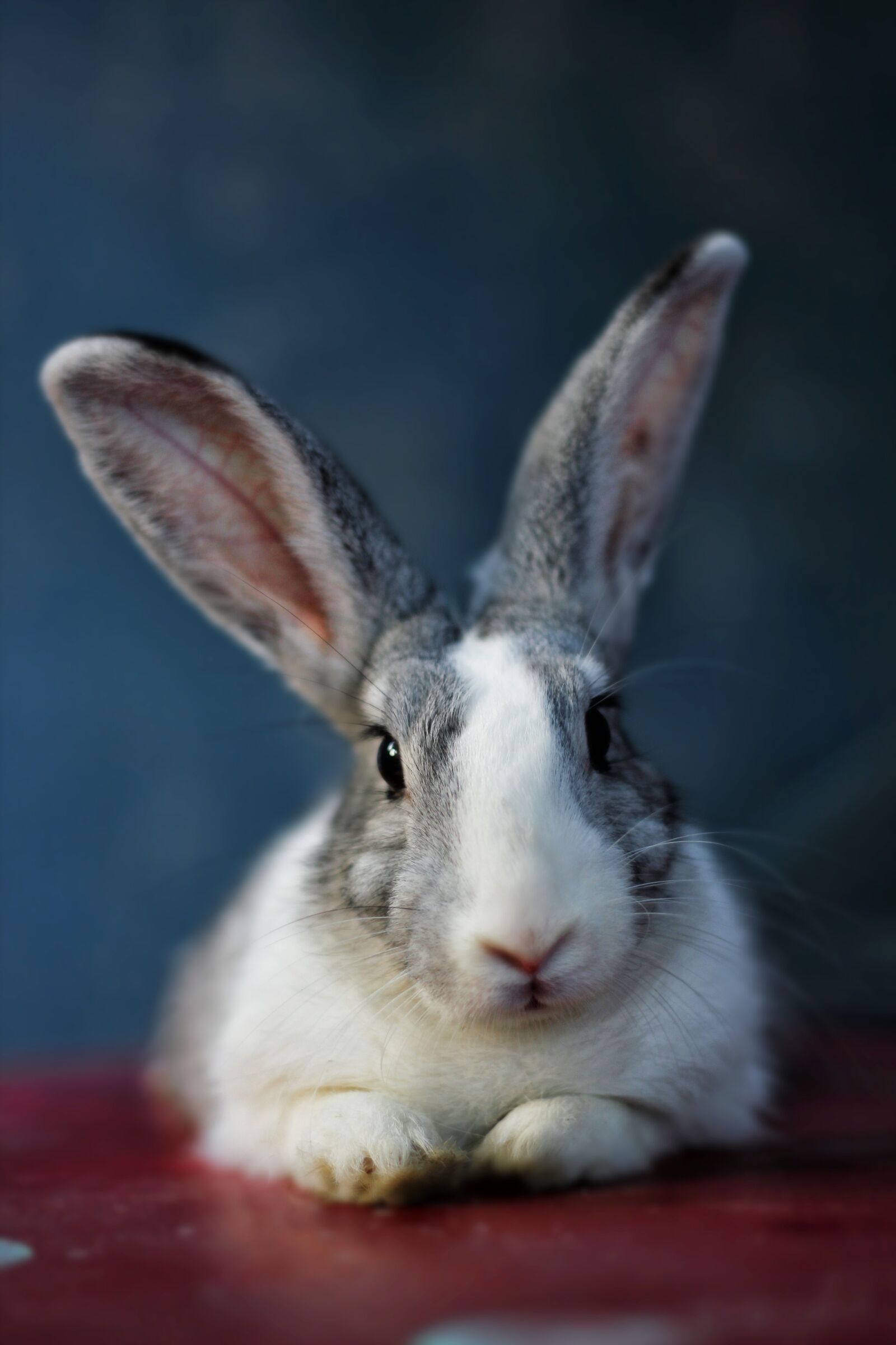 Canon EOS 550D (EOS Rebel T2i / EOS Kiss X4) sample photo. Bunny, rabbit, animal photography