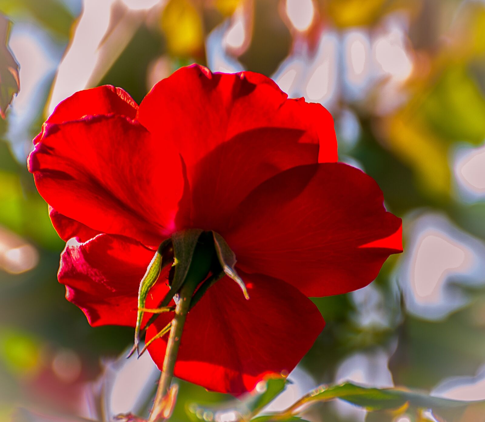 Nikon D300 sample photo. Rosa, garden, nature photography