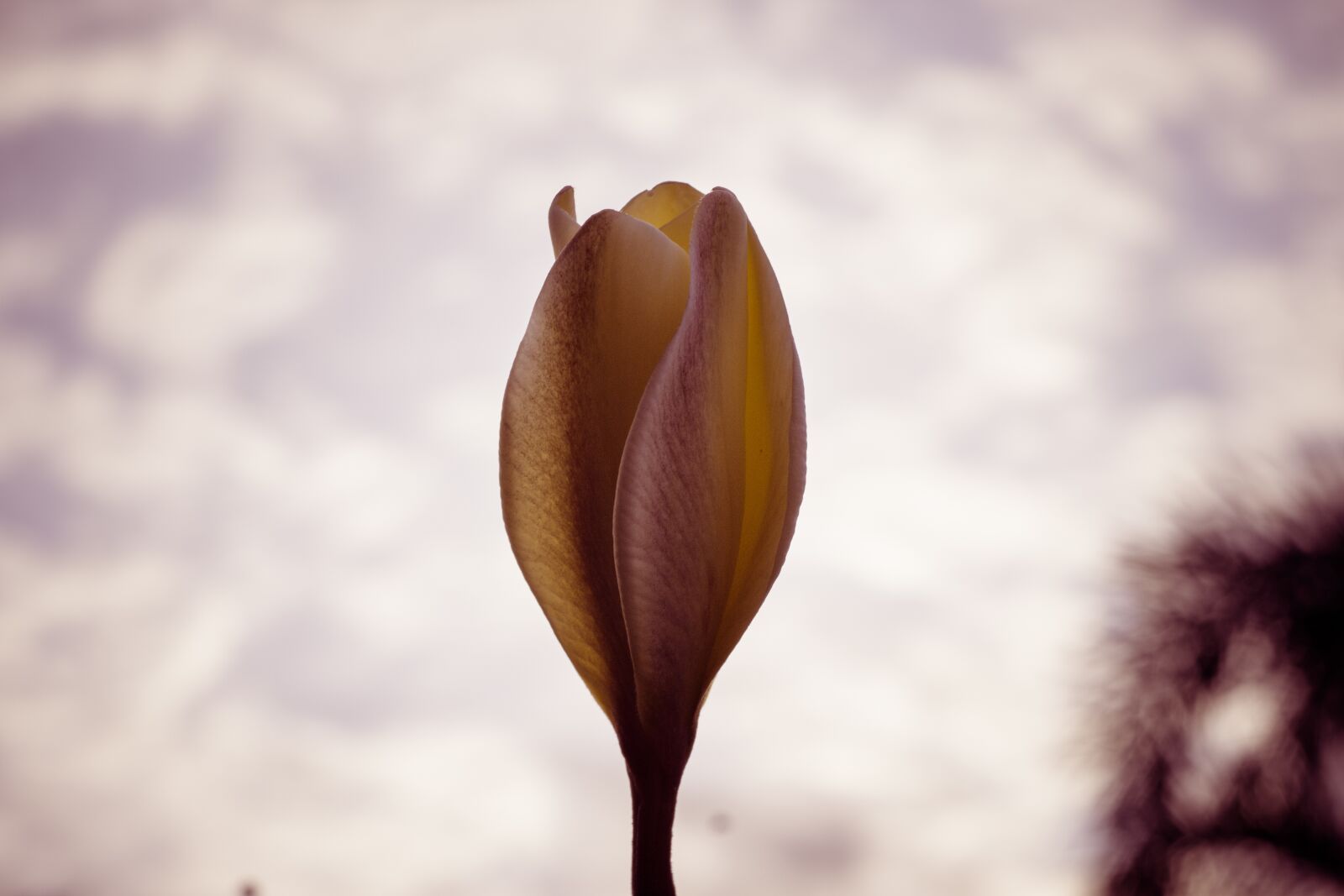 Canon EOS 700D (EOS Rebel T5i / EOS Kiss X7i) + Canon EF 50mm F1.8 STM sample photo. Plumeria, flower, thailand photography