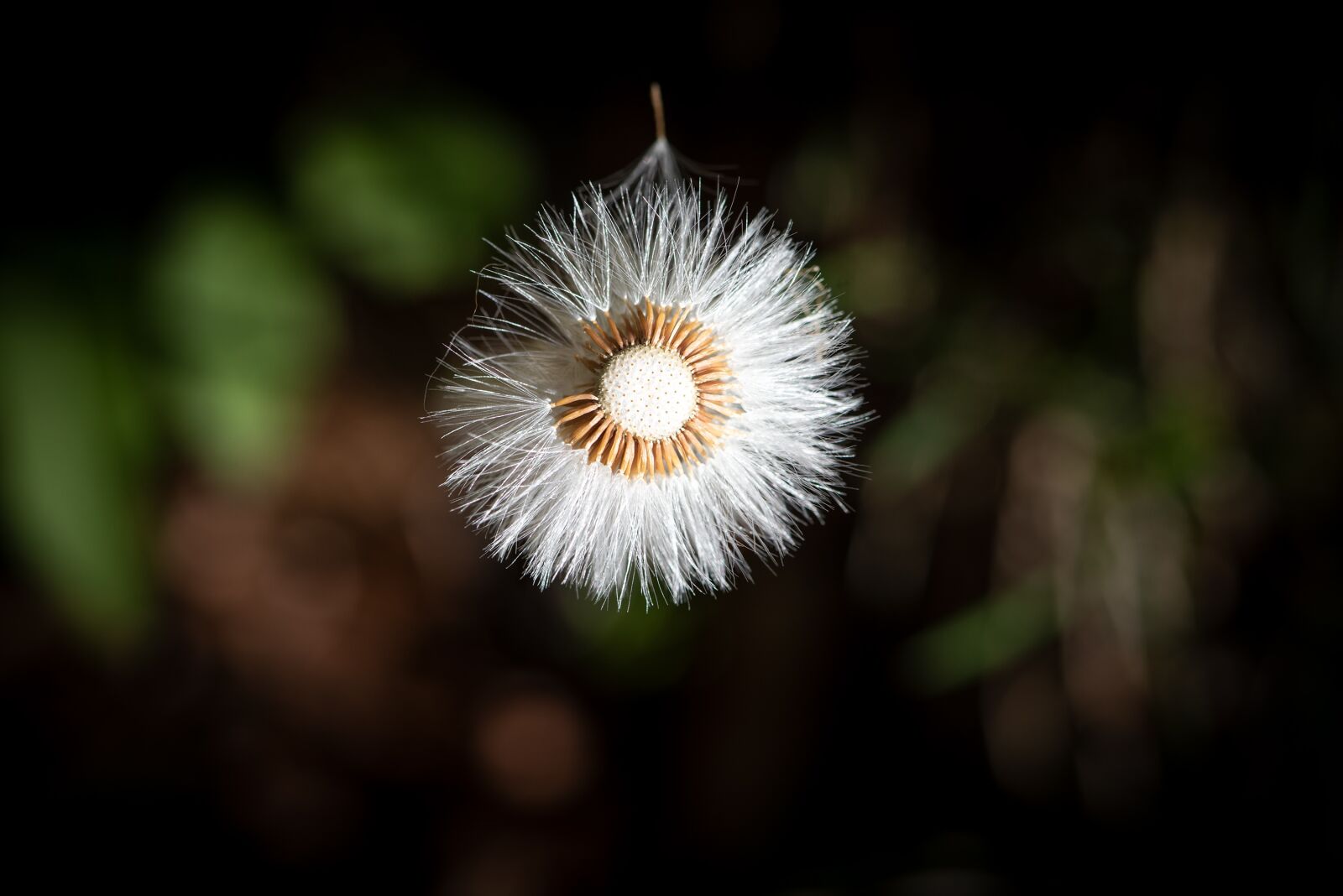 Nikon D750 sample photo. Flying seeds, seeds, faded photography