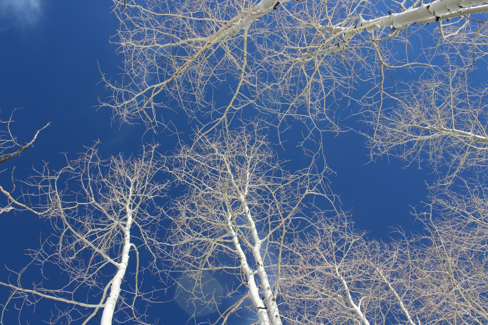 Canon EOS 1300D (EOS Rebel T6 / EOS Kiss X80) sample photo. Trees, winter, sky photography