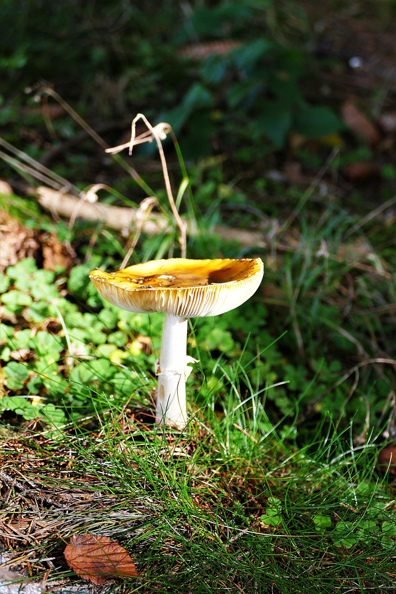 Panasonic Lumix DMC-FZ1000 sample photo. Mushroom, autumn, forest photography