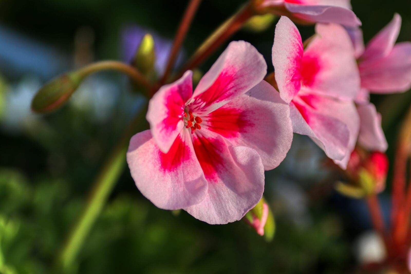 Canon EOS 80D sample photo. Flower, terrace, beautiful photography