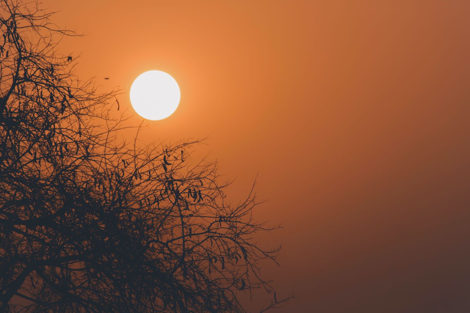 Canon EF-S 55-250mm F4-5.6 IS STM sample photo. Sun, nature, sunset photography