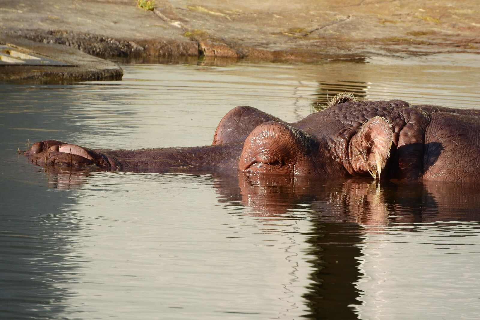 Nikon Coolpix P610 sample photo. Hippo, the head of photography