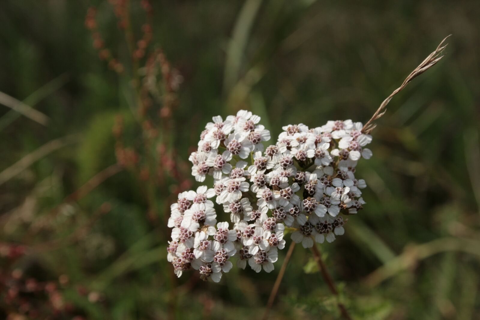 Canon EOS 400D (EOS Digital Rebel XTi / EOS Kiss Digital X) sample photo. Yarrow, achillea millefolium, wild photography