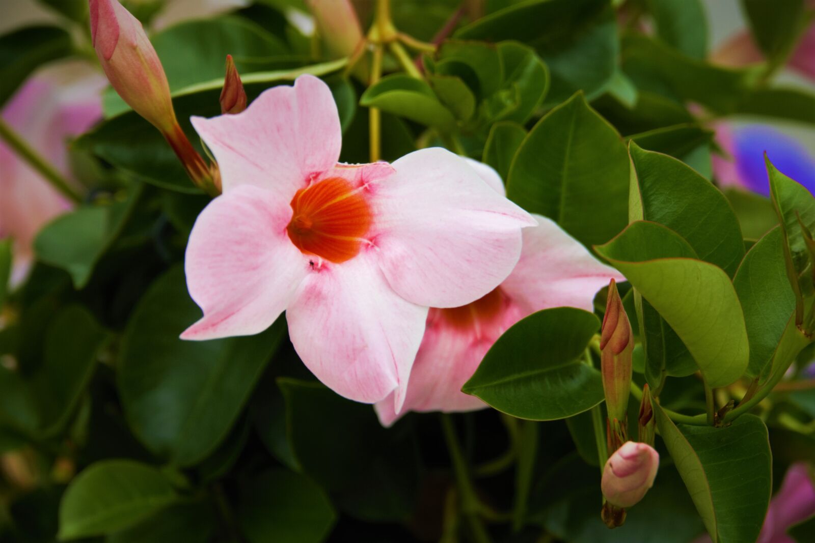 Panasonic Lumix DMC-GH2 sample photo. Flower, close up, nature photography