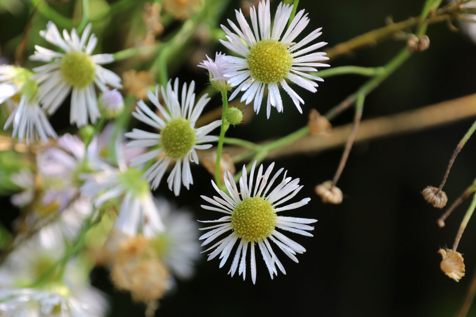 18-300mm F3.5-6.3 DC MACRO OS HSM | Contemporary 014 sample photo. Chamomile, flowers, bloom photography