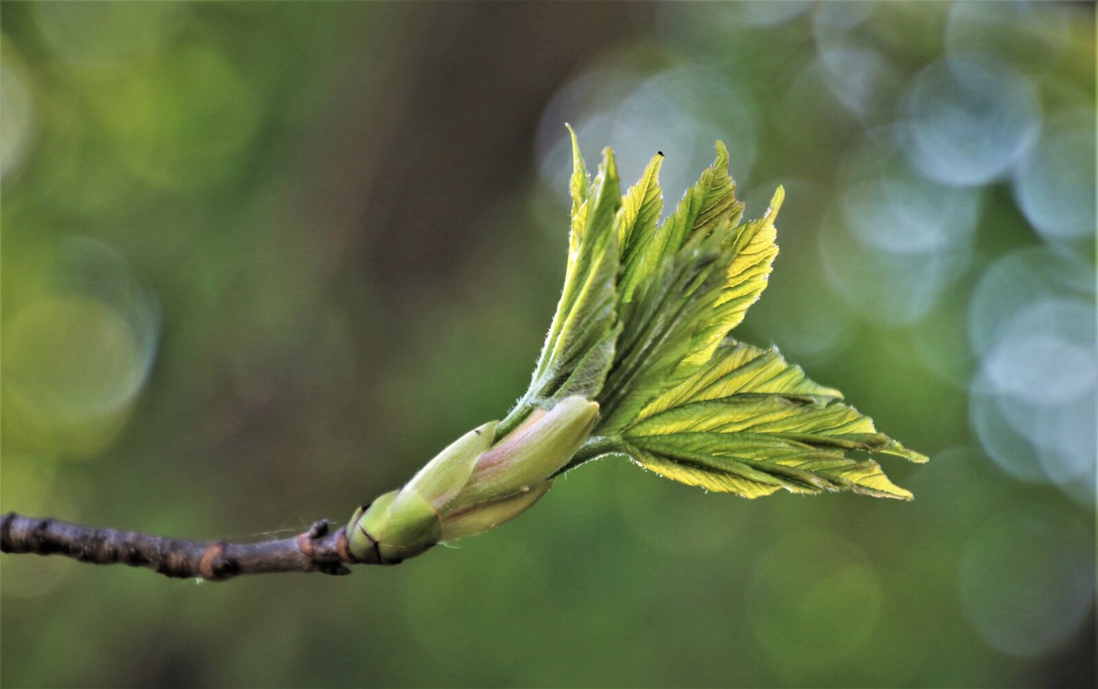 Canon EOS 80D sample photo. Spring, leaf, fresh photography