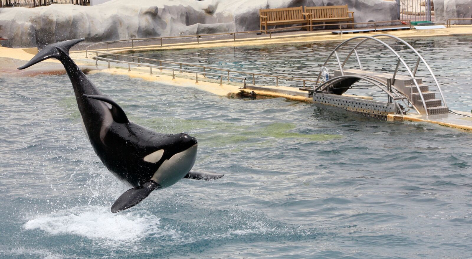 Canon EOS 450D (EOS Rebel XSi / EOS Kiss X2) sample photo. Orc, acrobatics, marineland photography