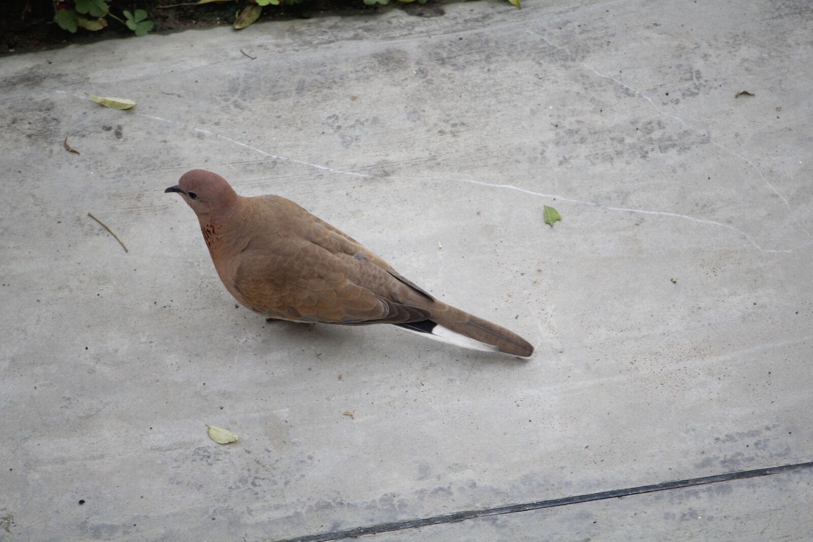 Canon EOS 1200D (EOS Rebel T5 / EOS Kiss X70 / EOS Hi) sample photo. Birds, nature, fly photography