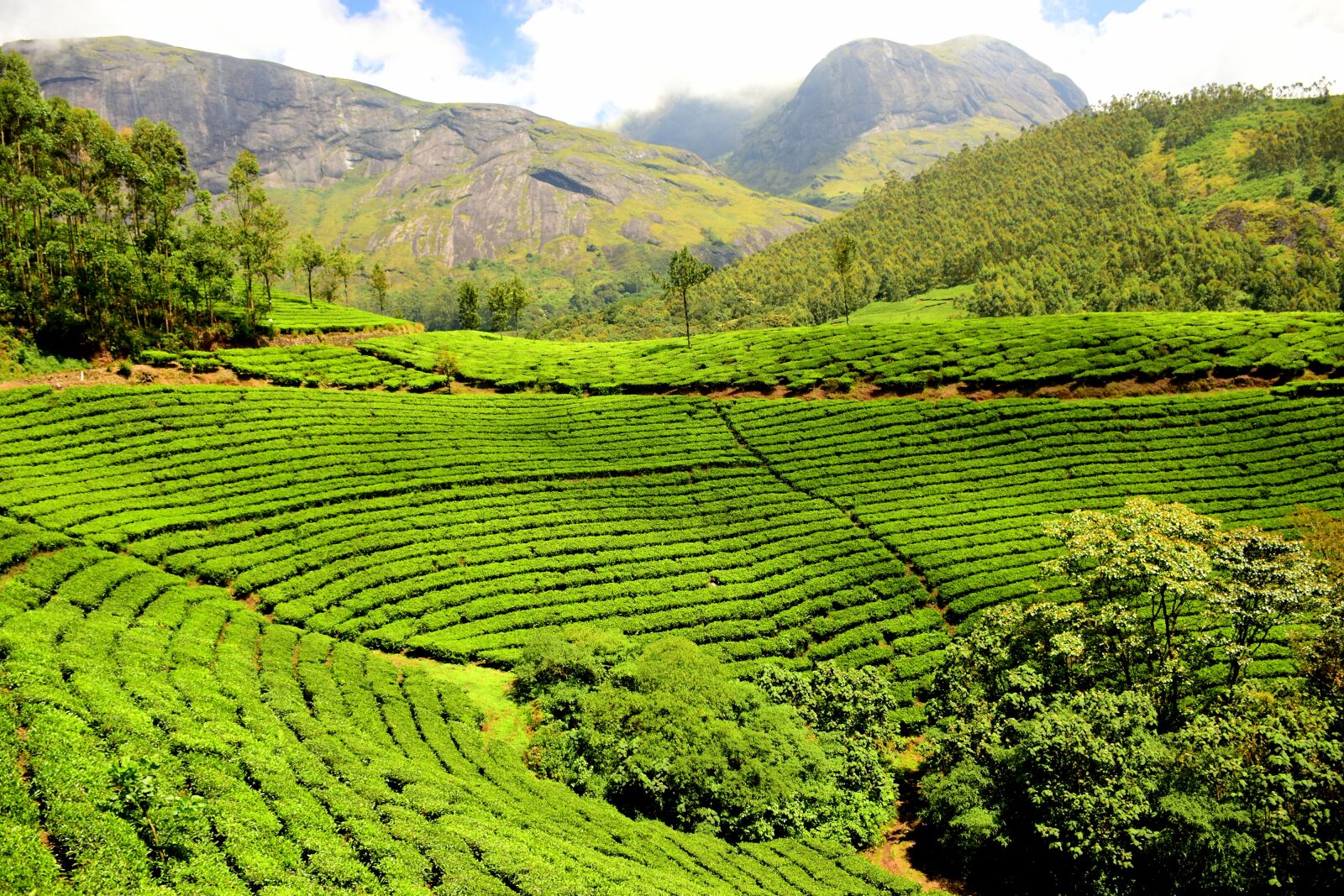 Nikon D5500 sample photo. Tea plantation, tea garden photography