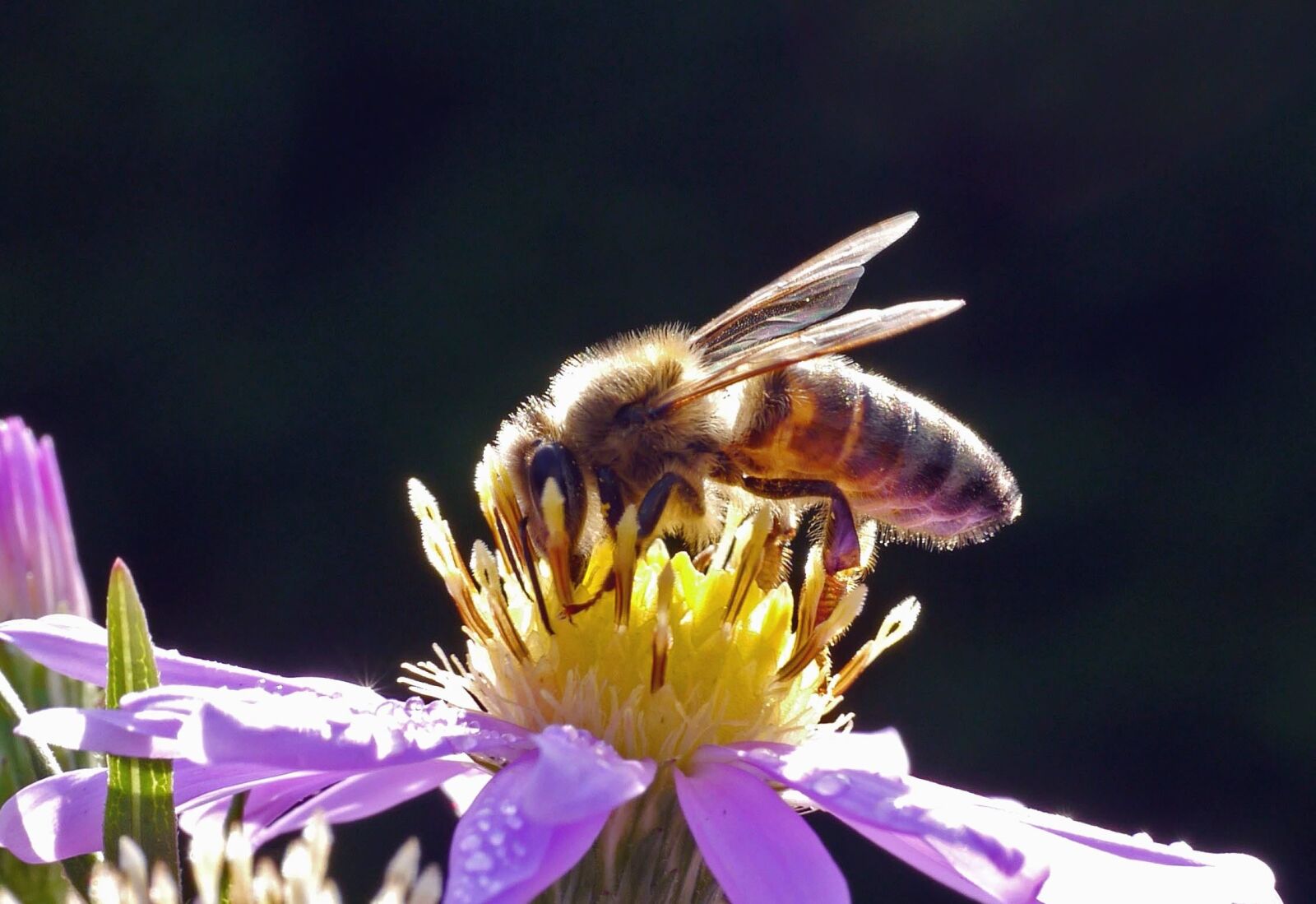 Panasonic Lumix DMC-G3 sample photo. Bee, flower, petal, pollen photography