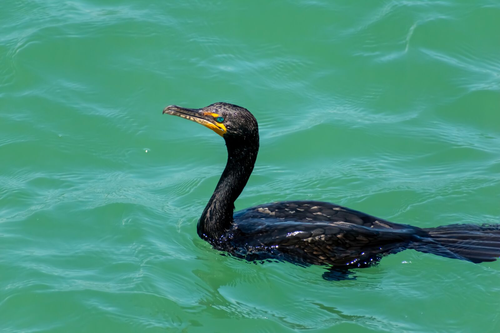 Nikon D3500 sample photo. Bird, sea, ocean photography