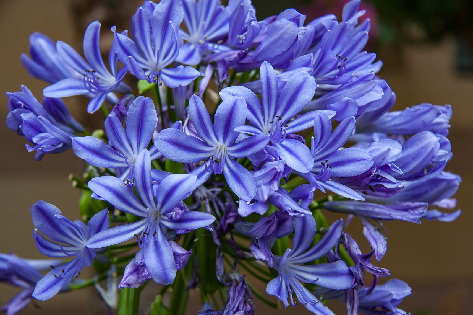 Canon EF-S 17-85mm F4-5.6 IS USM sample photo. Agapanthus, plant, blossom photography