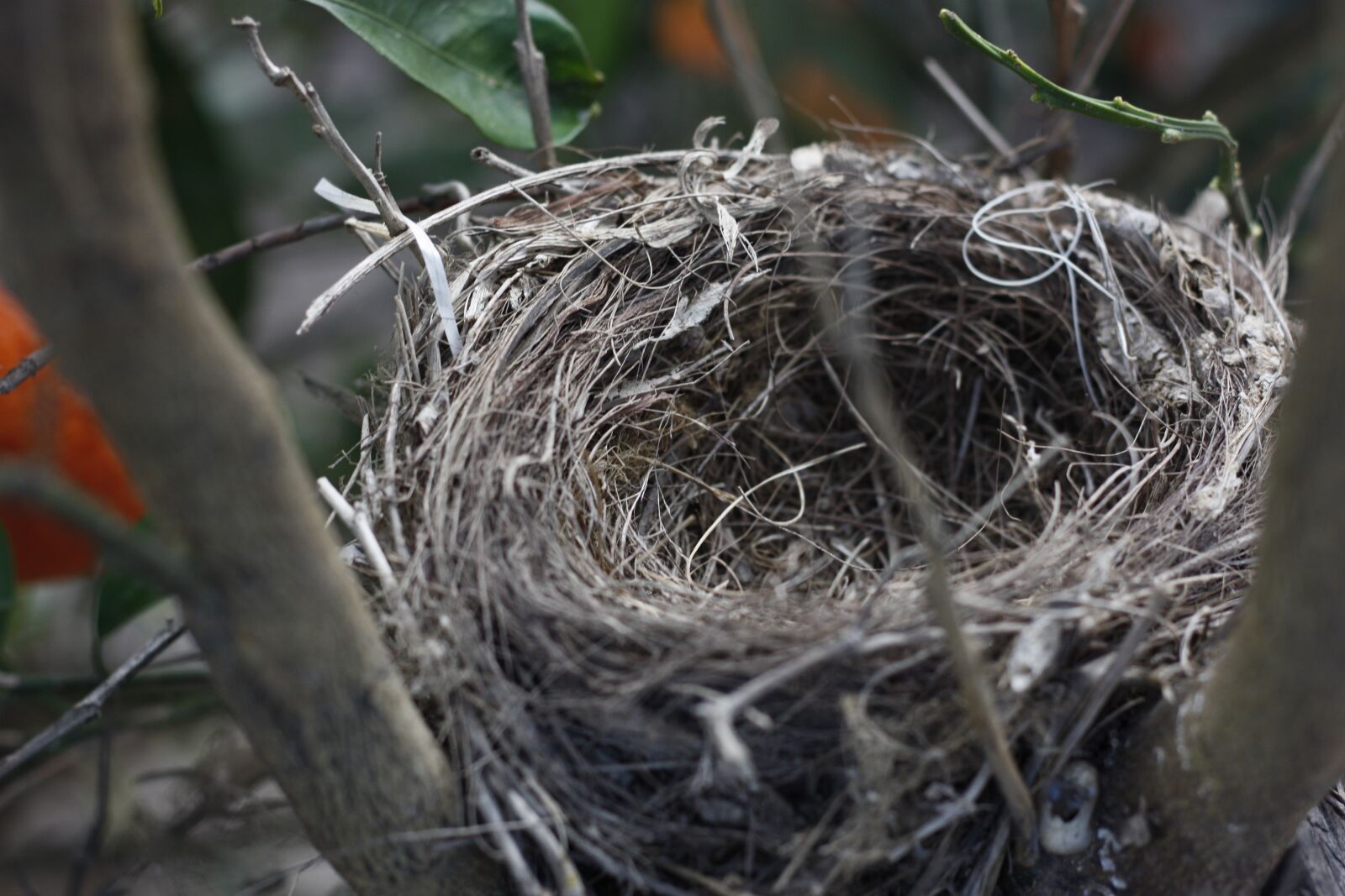Canon EOS 450D (EOS Rebel XSi / EOS Kiss X2) sample photo. Nest, bird, tree photography