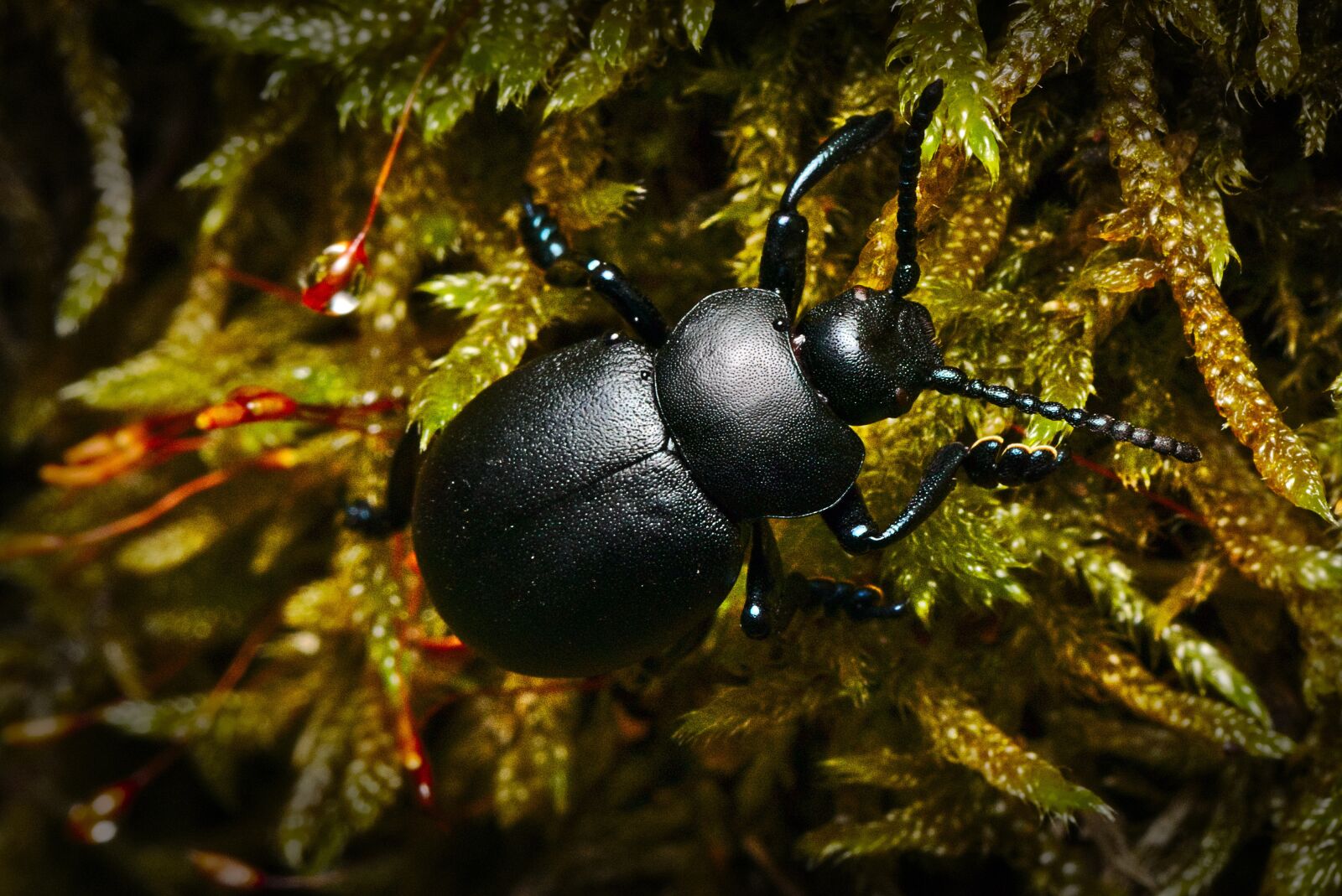 Canon EOS M5 sample photo. Beetle, forest, moss photography