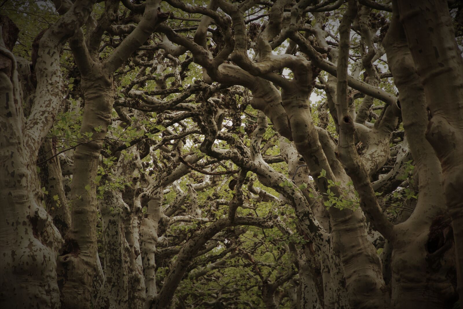 Canon EOS 80D sample photo. Tree branch, in the photography