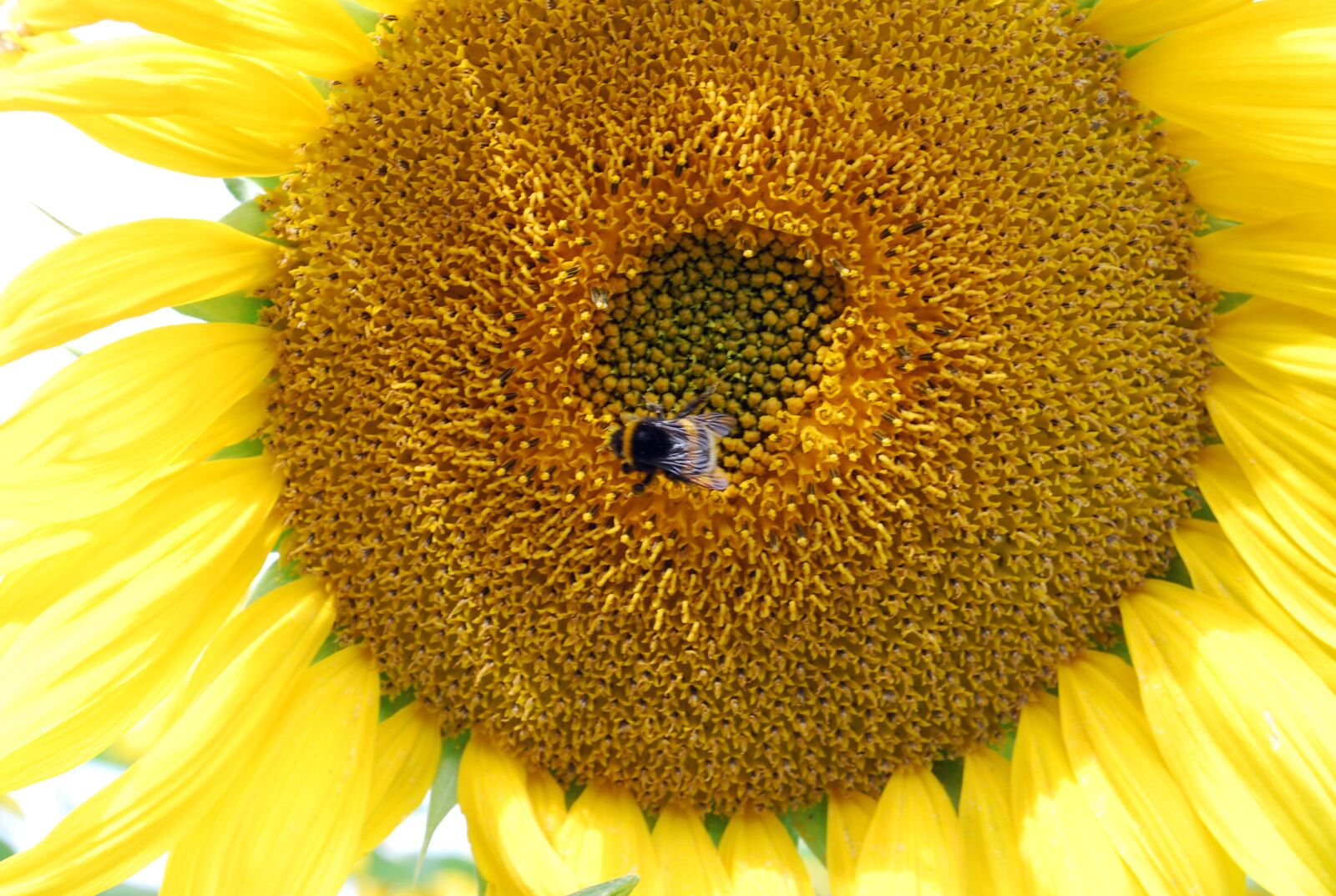 Nikon D60 sample photo. Sunflower, yellow, hummel photography