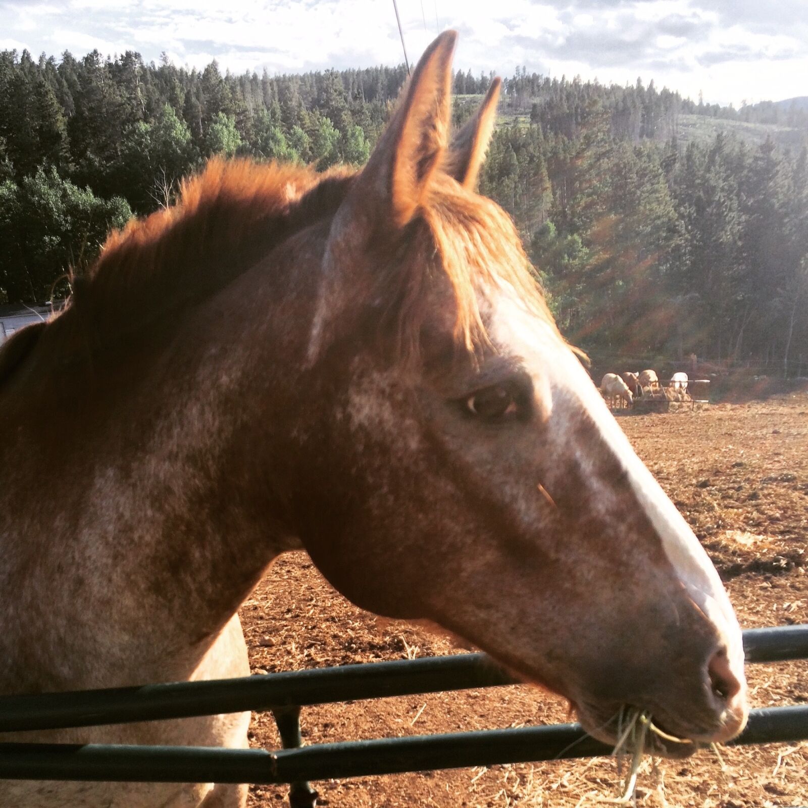 Apple iPhone 5s sample photo. Animal, colorado, horse, landscape photography