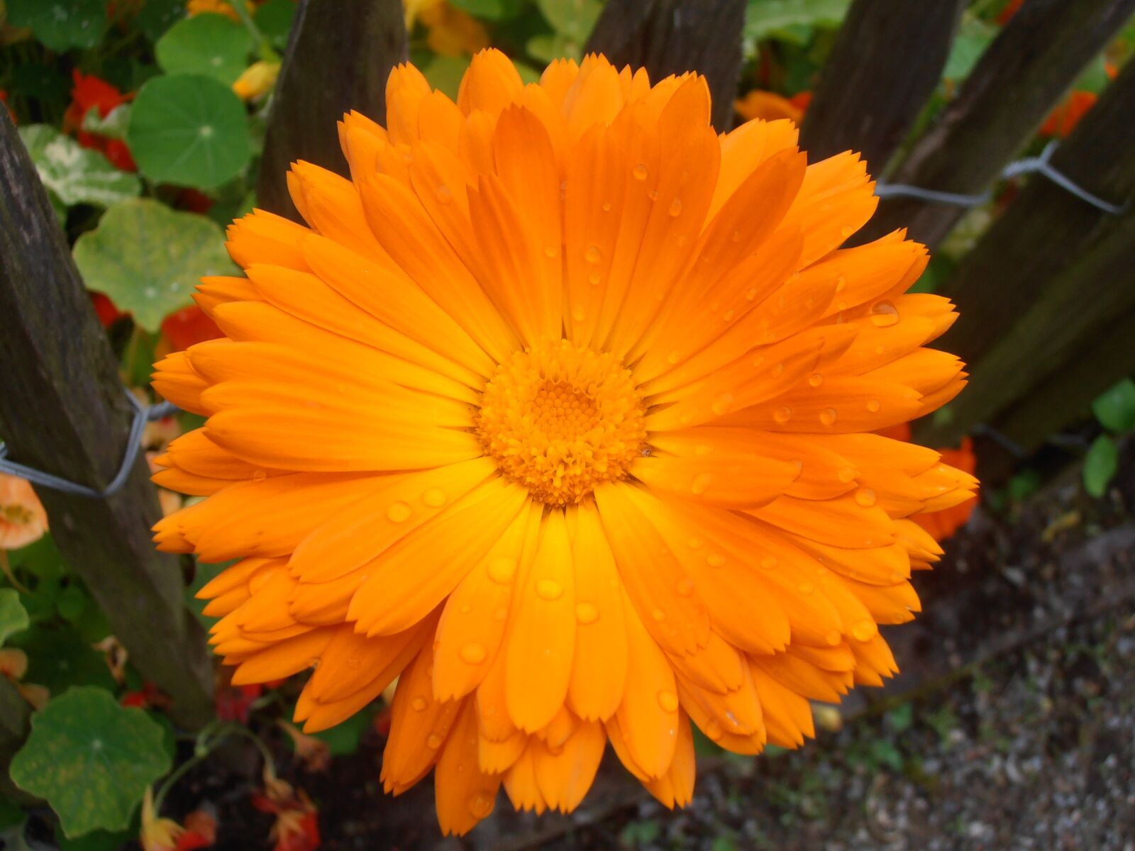 Olympus VR310,D720 sample photo. Marigold, orange, blossom photography