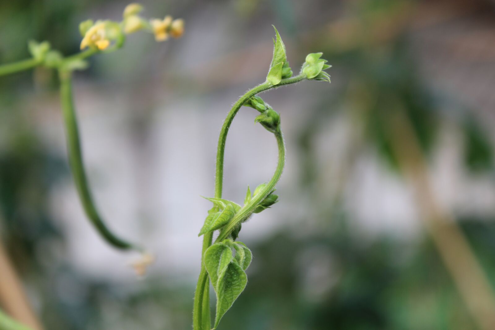 Canon EOS 600D (Rebel EOS T3i / EOS Kiss X5) sample photo. Beans spend, green, vegetable photography