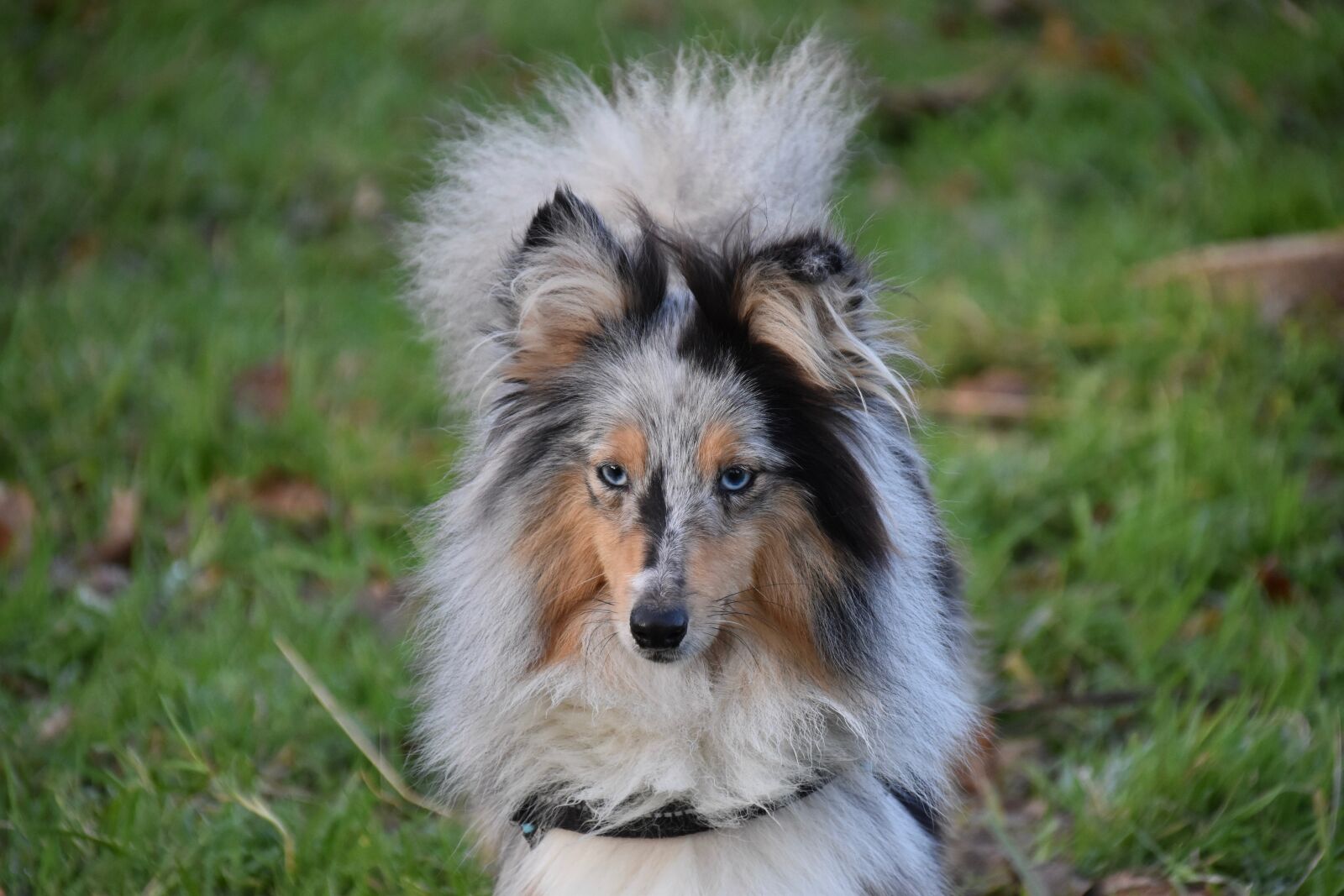 Nikon D5600 sample photo. Dog, bitch, shetland sheepdog photography