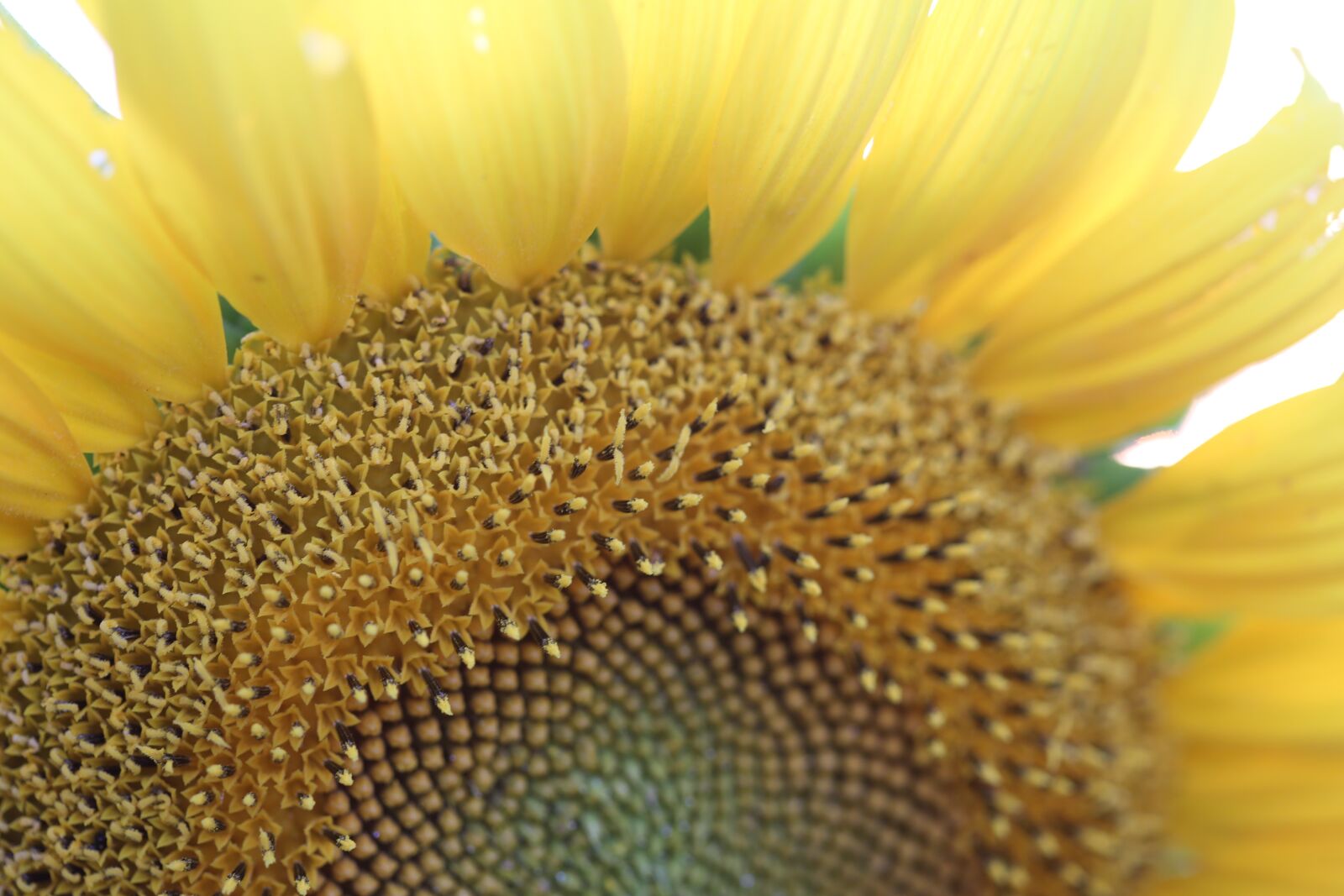 Canon EOS 6D + Canon EF 100mm F2.8 Macro USM sample photo. Sunflower, macro, yellow photography