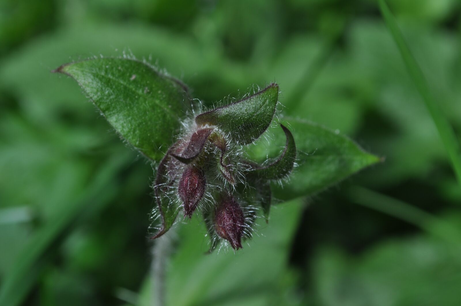 Nikon D90 sample photo. Flowers, green, nature photography