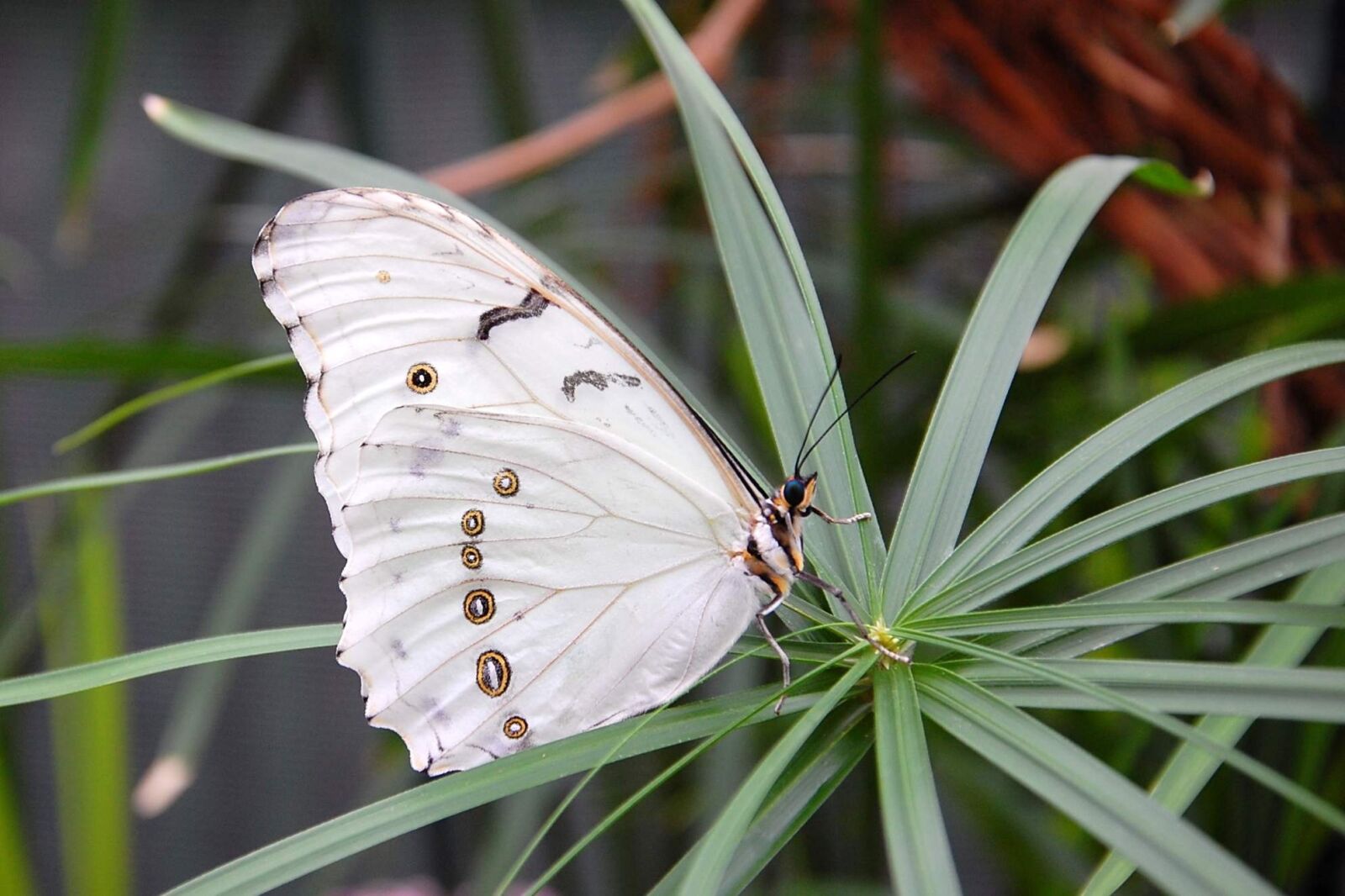 Nikon D40 sample photo. Insect, butterfly, nature photography