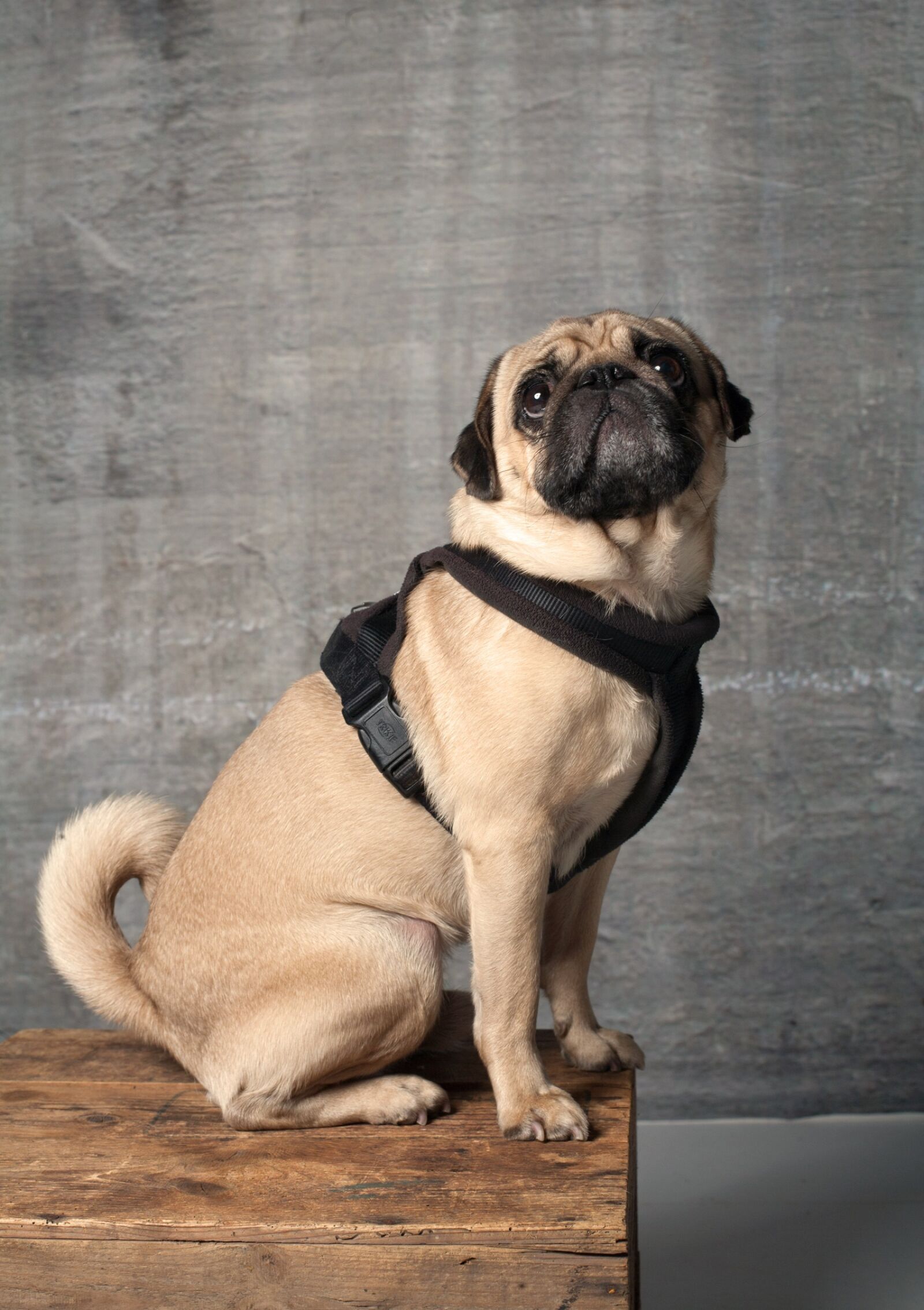 Canon EOS-1Ds Mark II sample photo. Pug, dog, cute photography