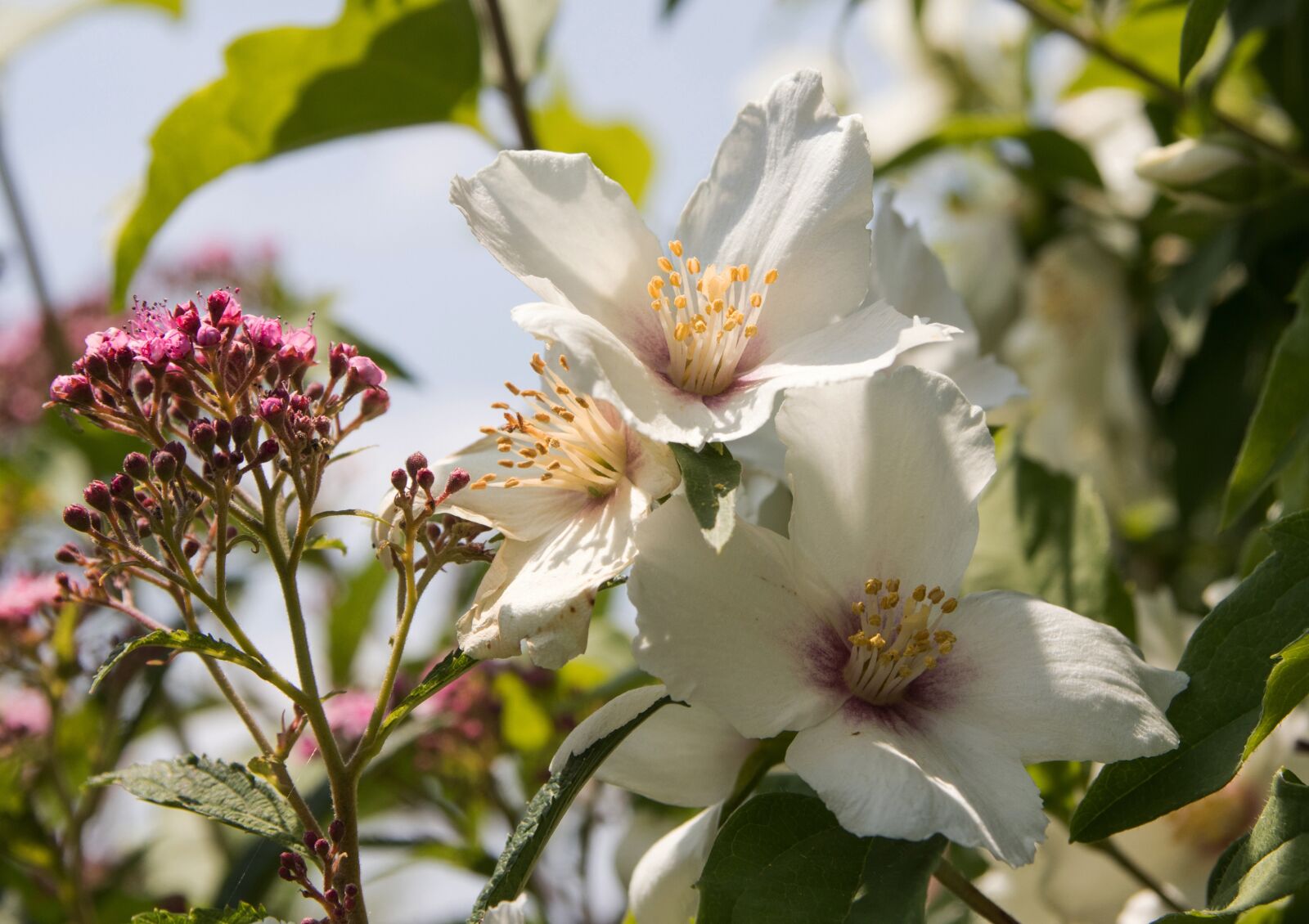 Canon EOS 80D sample photo. Flowers, white flowers, bush photography