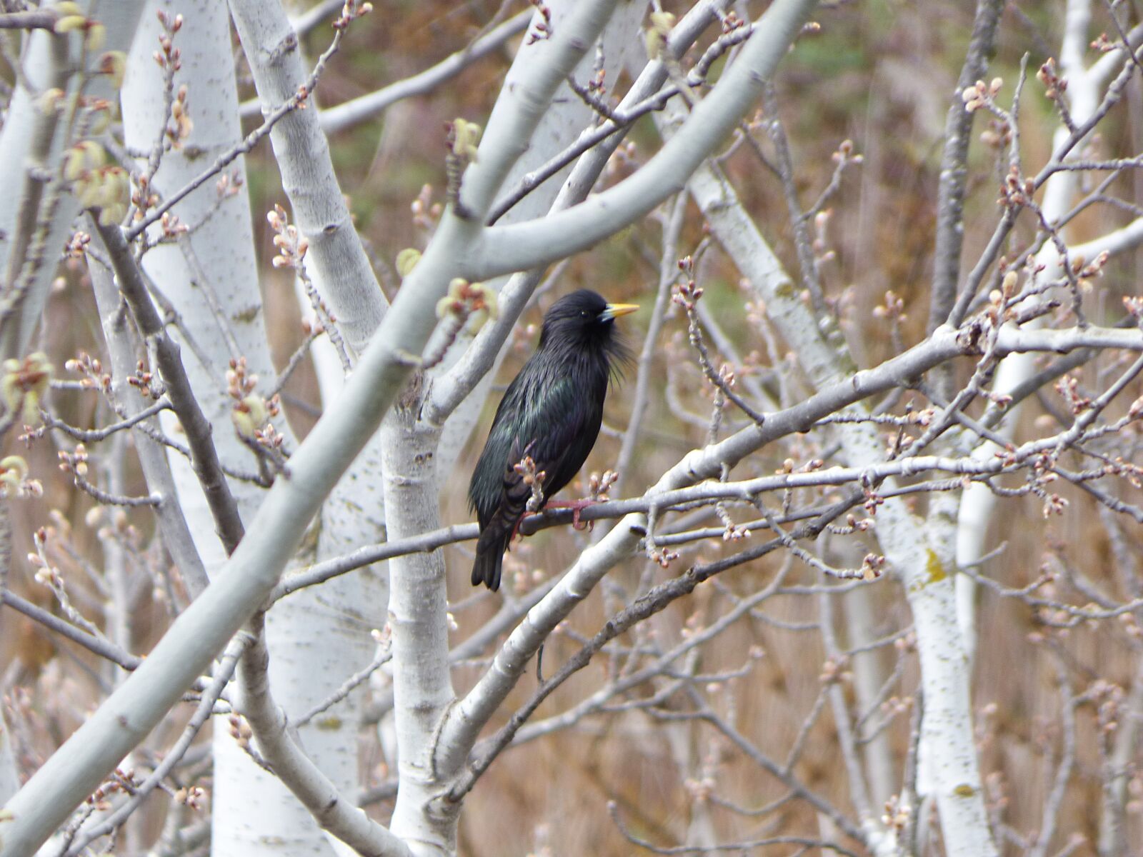 Panasonic Lumix DMC-FZ70 sample photo. Starling, bird, black bird photography
