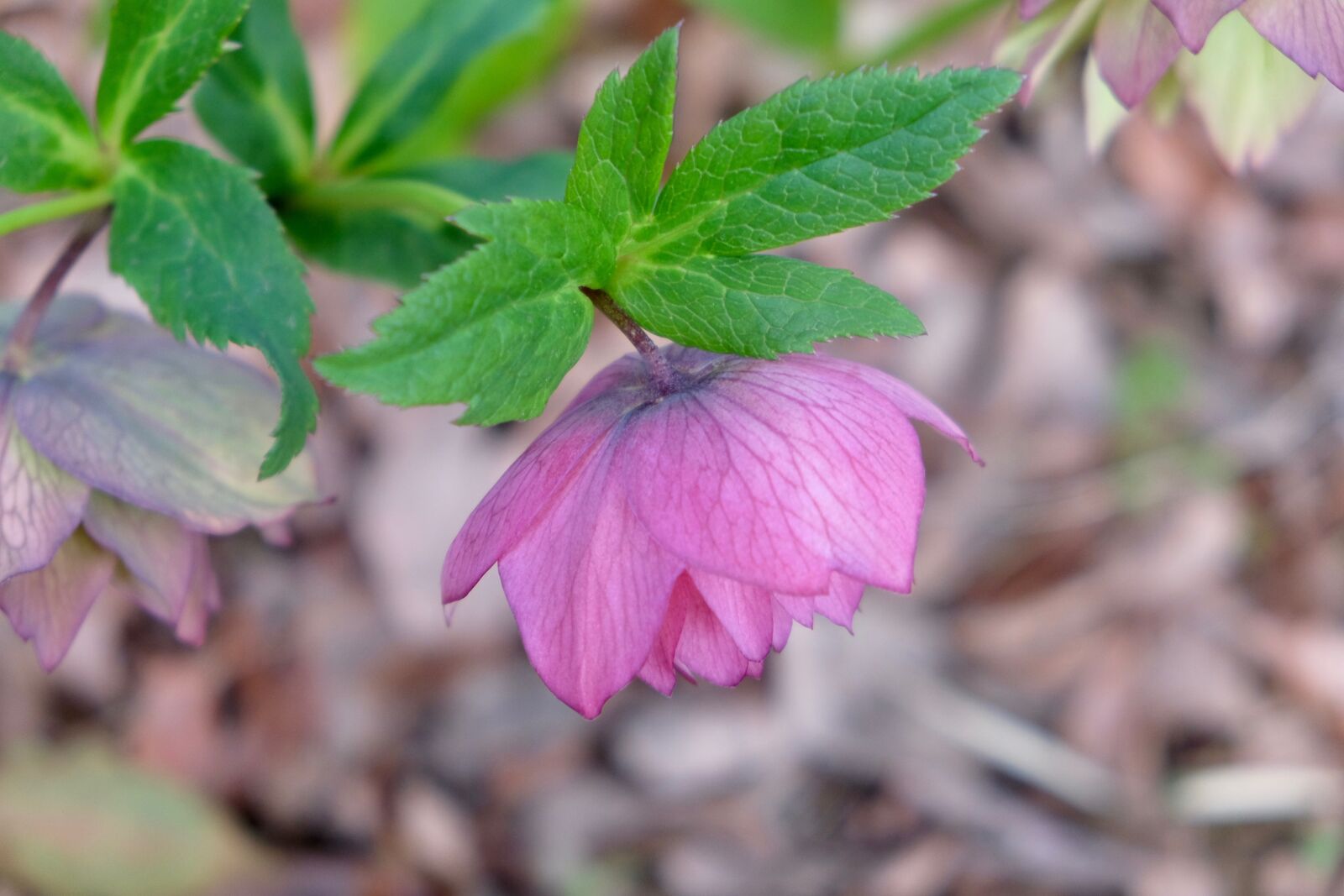 Fujifilm X-T10 sample photo. Flower, purple, grasses photography