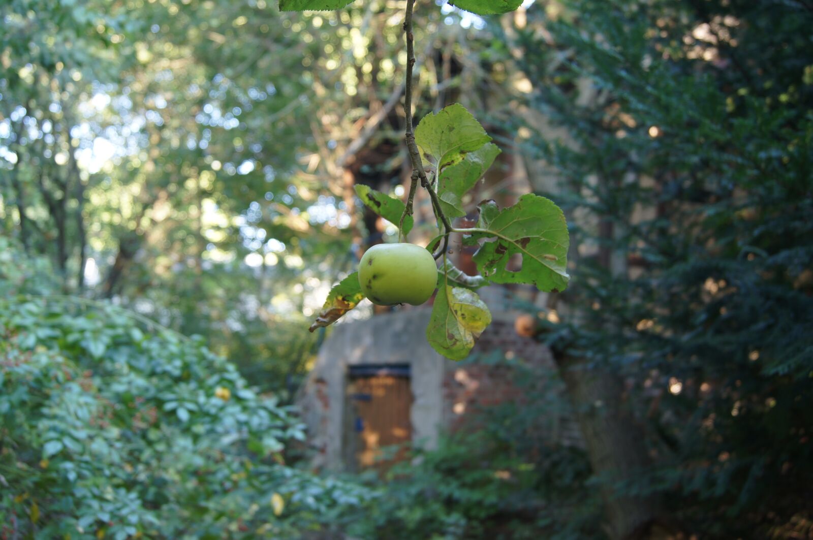 Sony SLT-A55 (SLT-A55V) sample photo. Apple, nature, wilderness photography