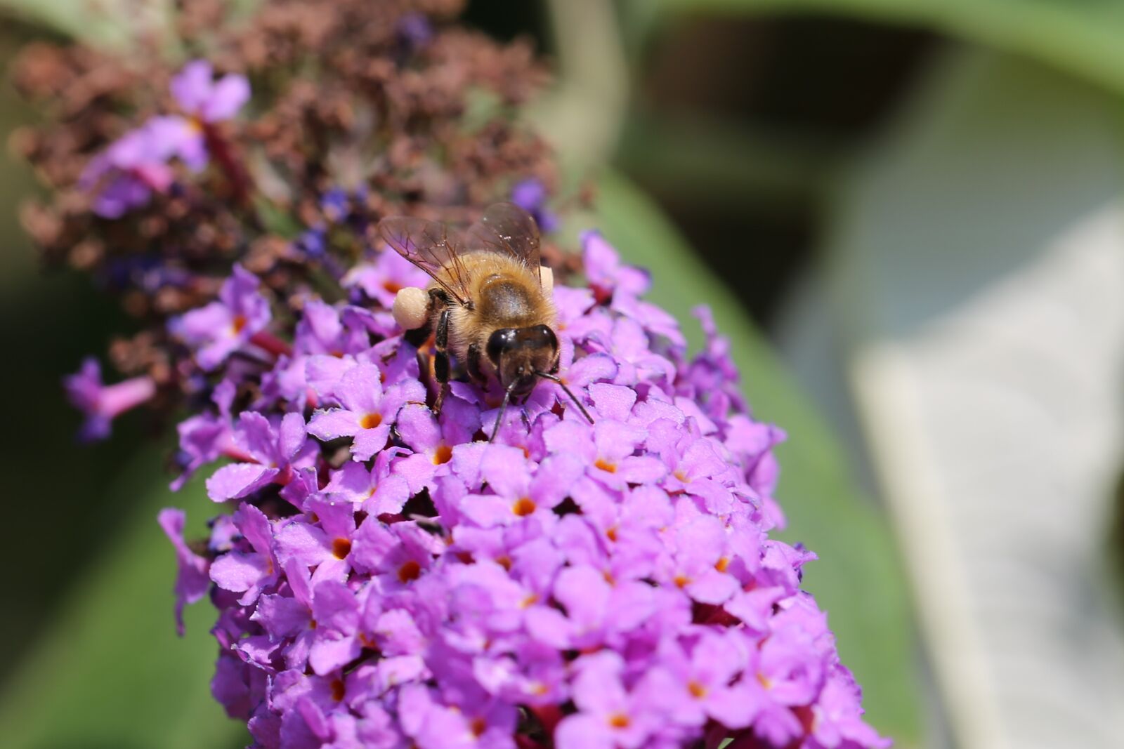 Canon EF 100mm F2.8L Macro IS USM sample photo. Bee, buddleja davidii, honey photography