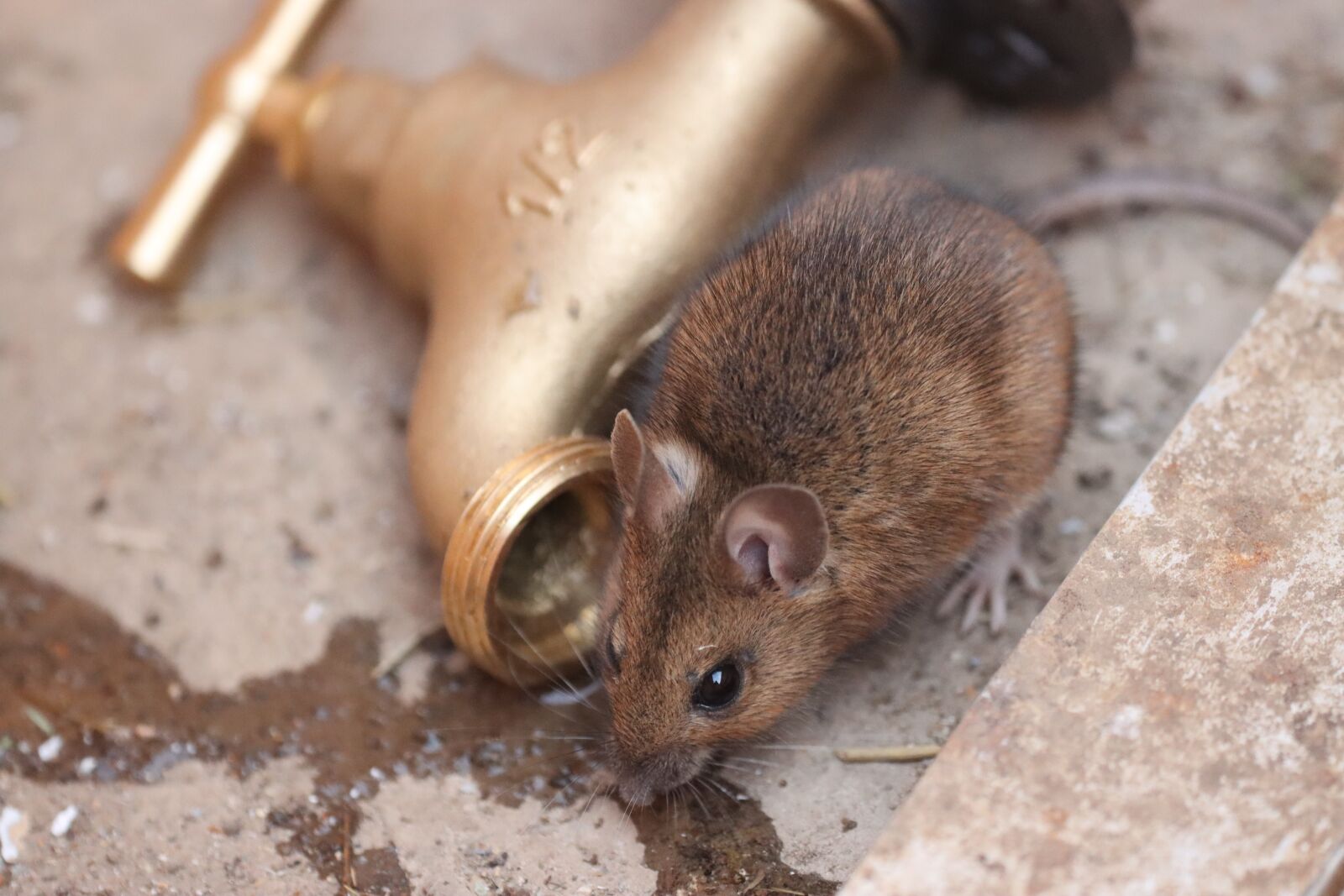 Canon EF 180mm F3.5L Macro USM sample photo. House mouse, mouse, thirst photography