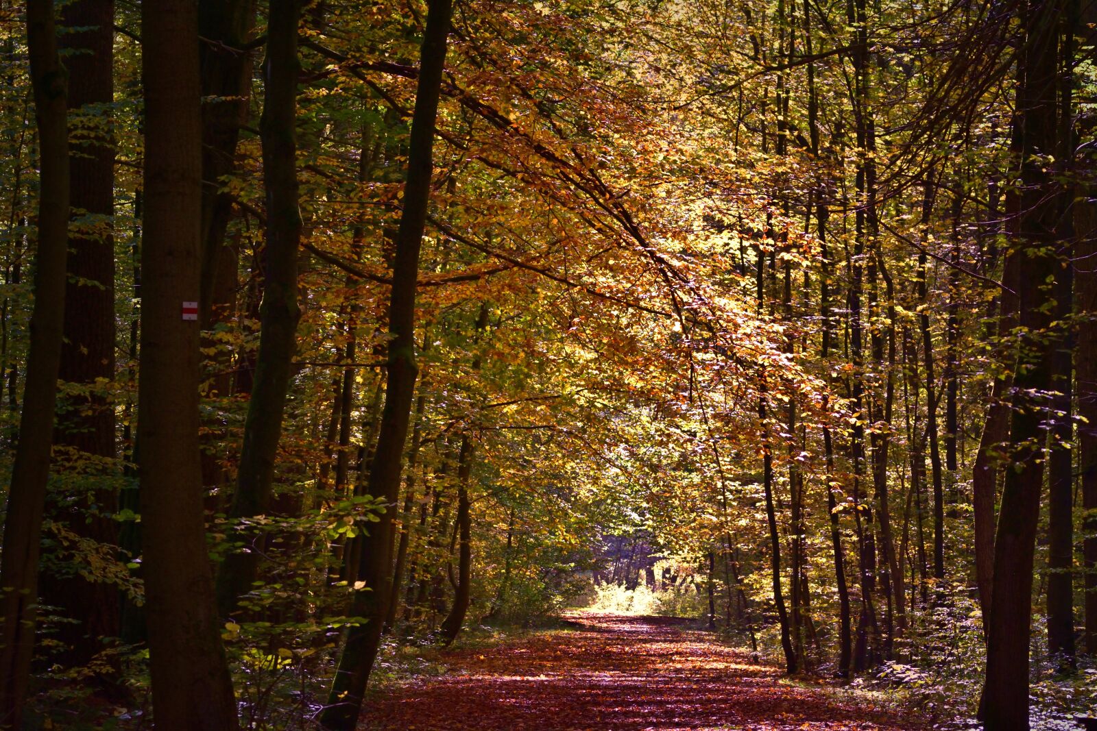 Nikon D5200 sample photo. Forest, nature, landscape photography